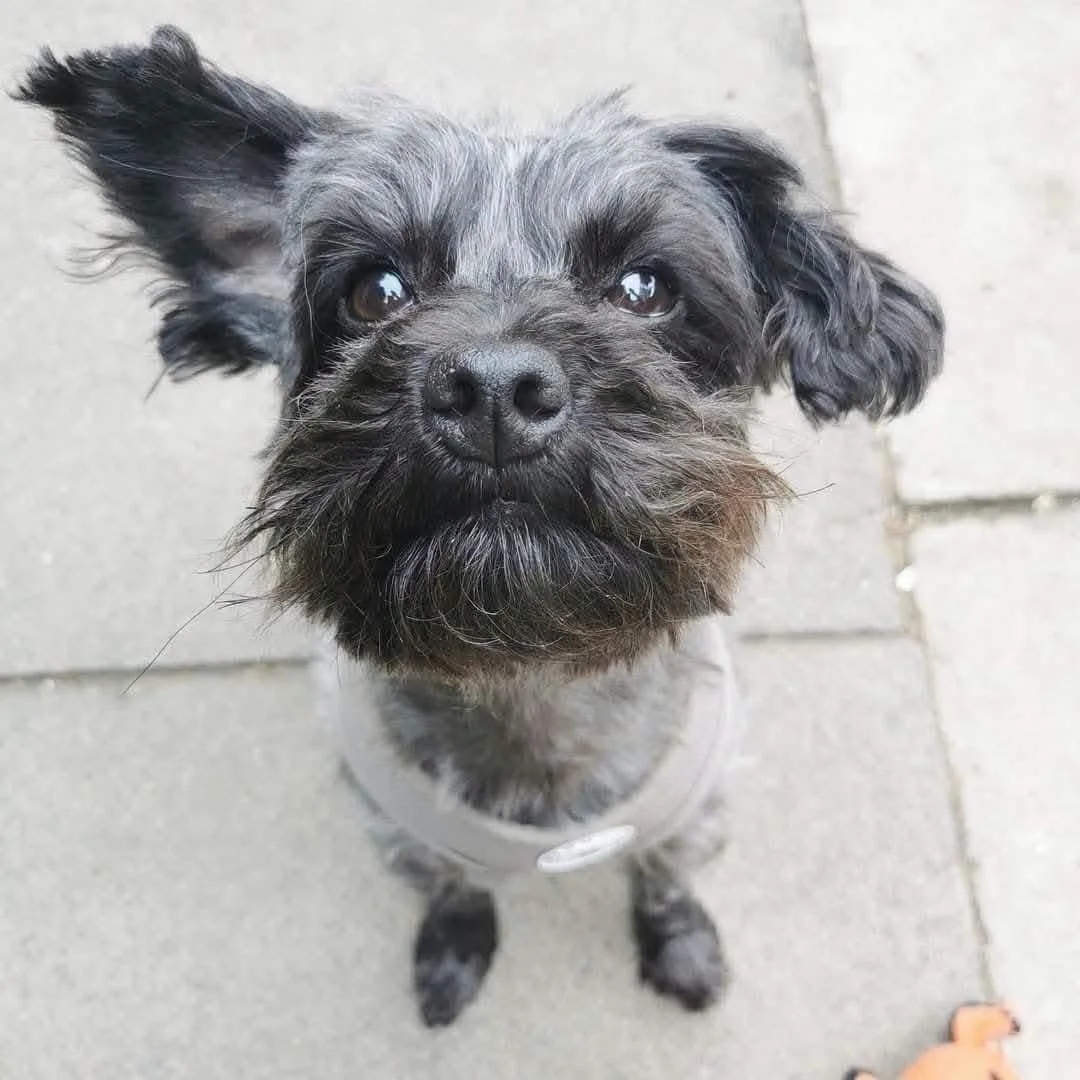 Sooty