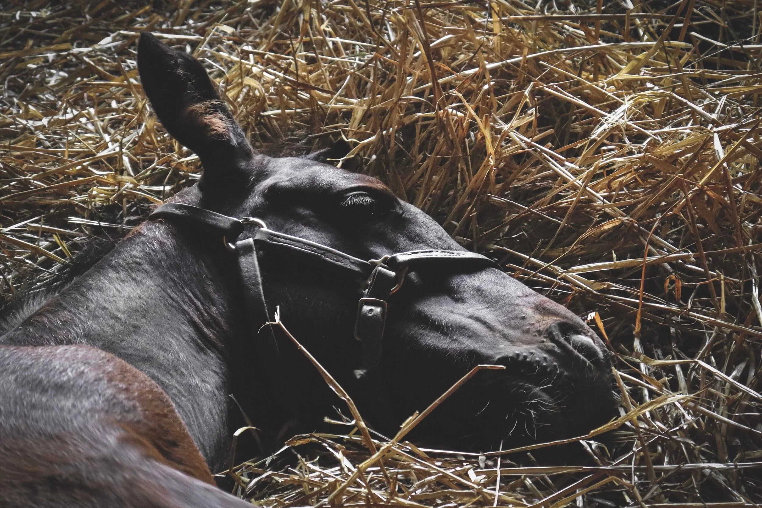 The Impeded Thoroughbred - are you really at your best?