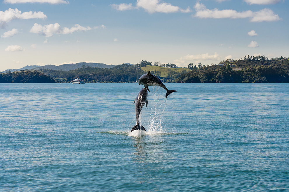 bay-of-islands-wildlife-header.jpg