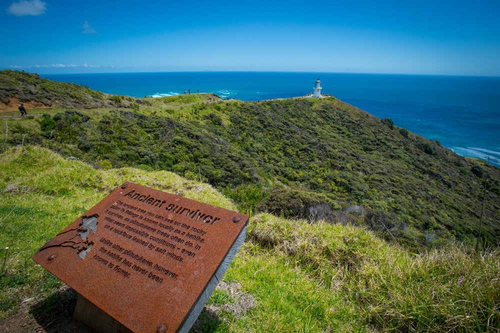 Cape Reinga Ancient Survivor.jpg