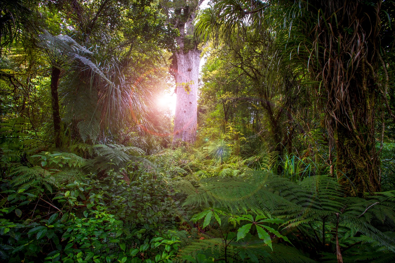 Tane Mahuta horizontal.jpg