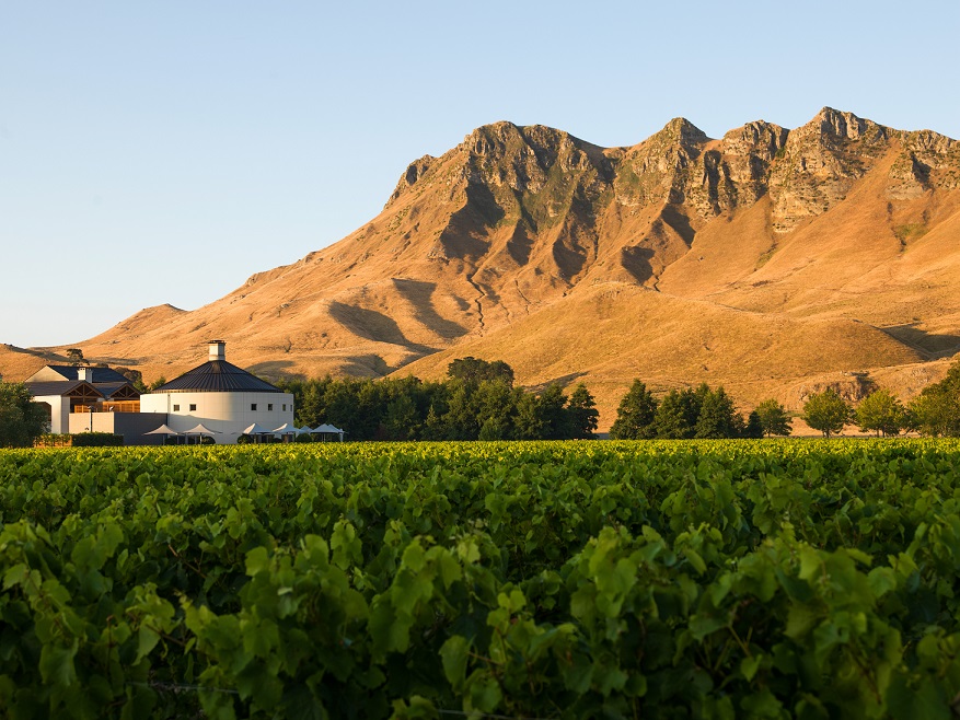 View of winery peak from vines 002.jpg