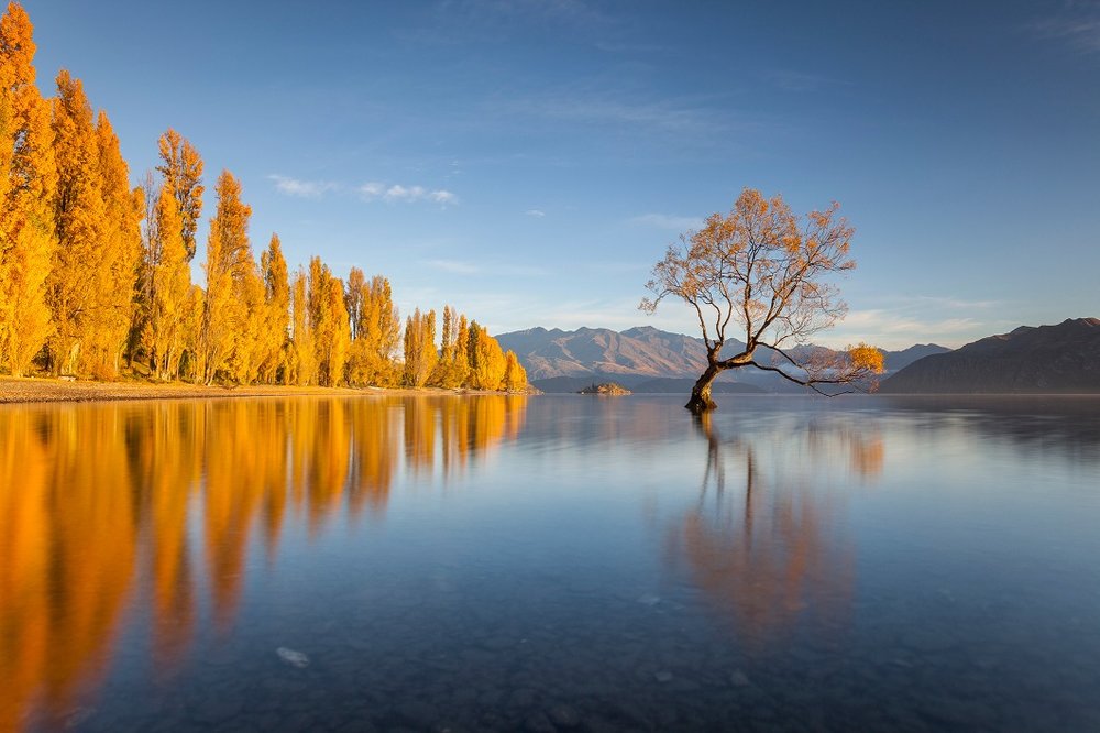 That Wanaka Tree.jpg