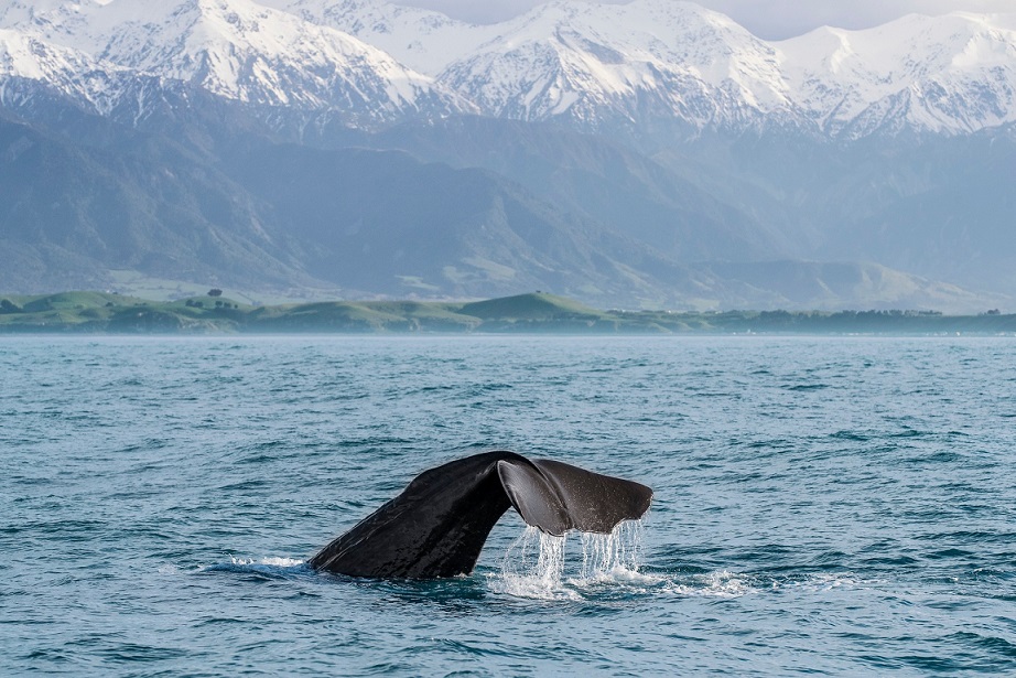 MHP_8378_Kaikoura_Canterbury_Miles_Holden.jpg