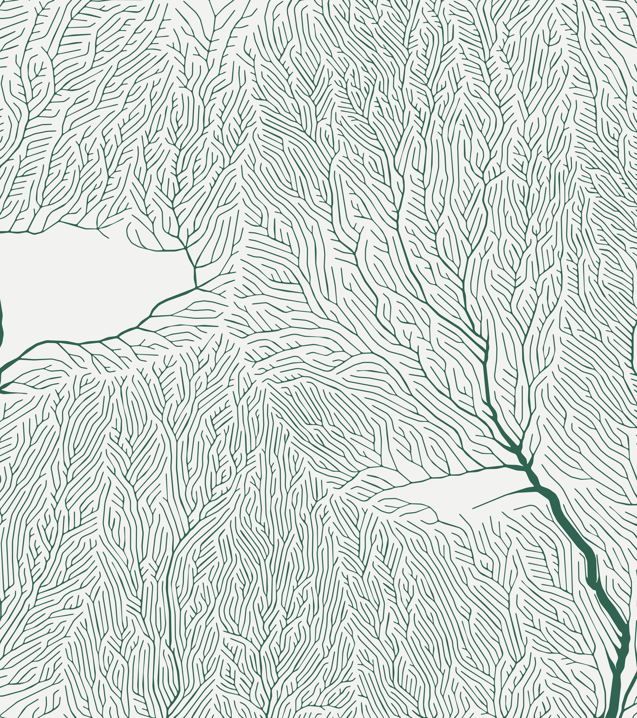 Black and white abstract line drawing depicting a network of branching patterns resembling veins or roots.