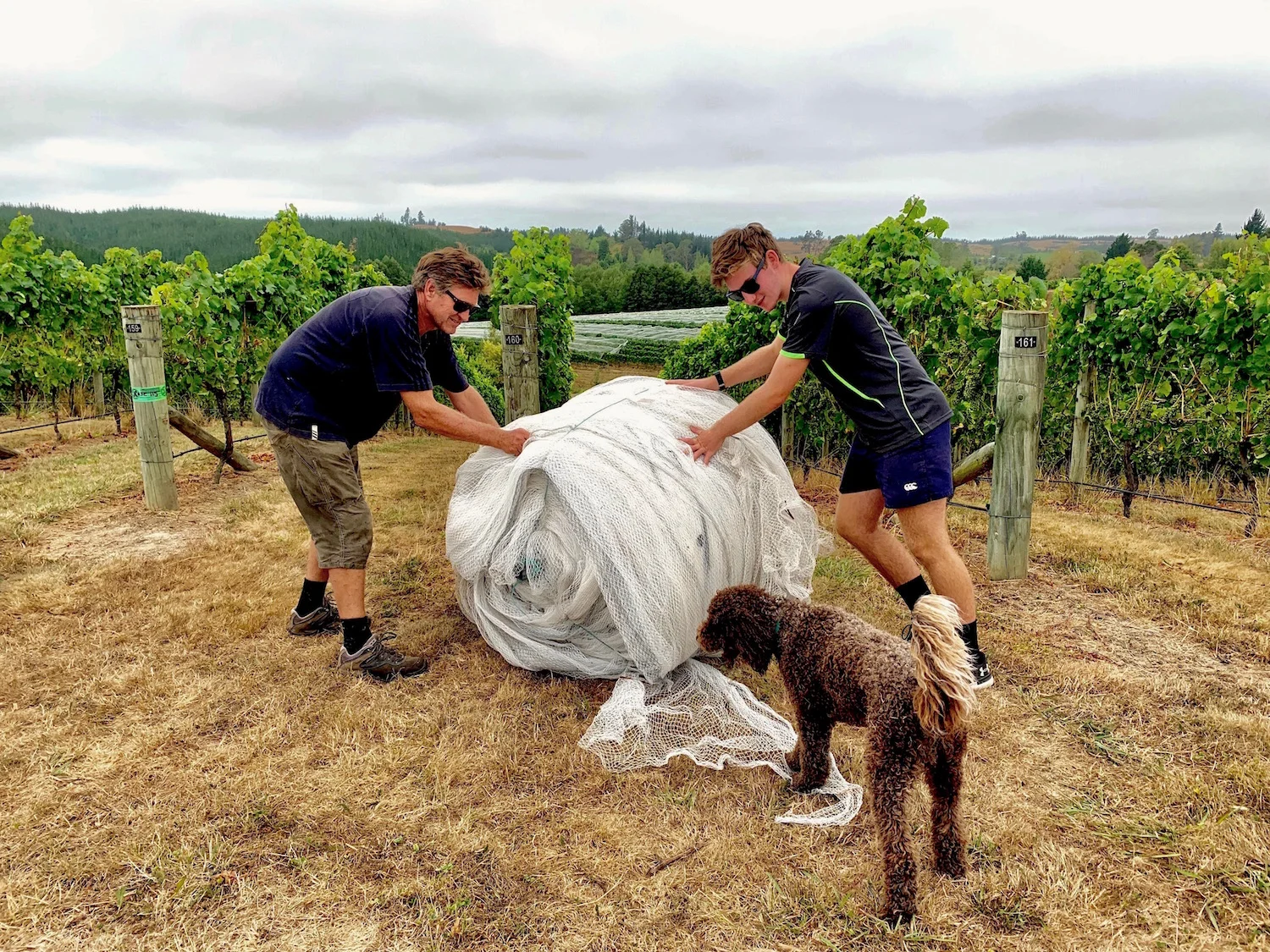 Flaxmore is a family vineyard, so the kids get involved whenever possible. Above, Robbie and Stuart get the nets ready to go onto Block 3 in 2018… with a little extra help from Barolo! Below, Issy helps Stuart in 2016 to number the rows in Block 2.