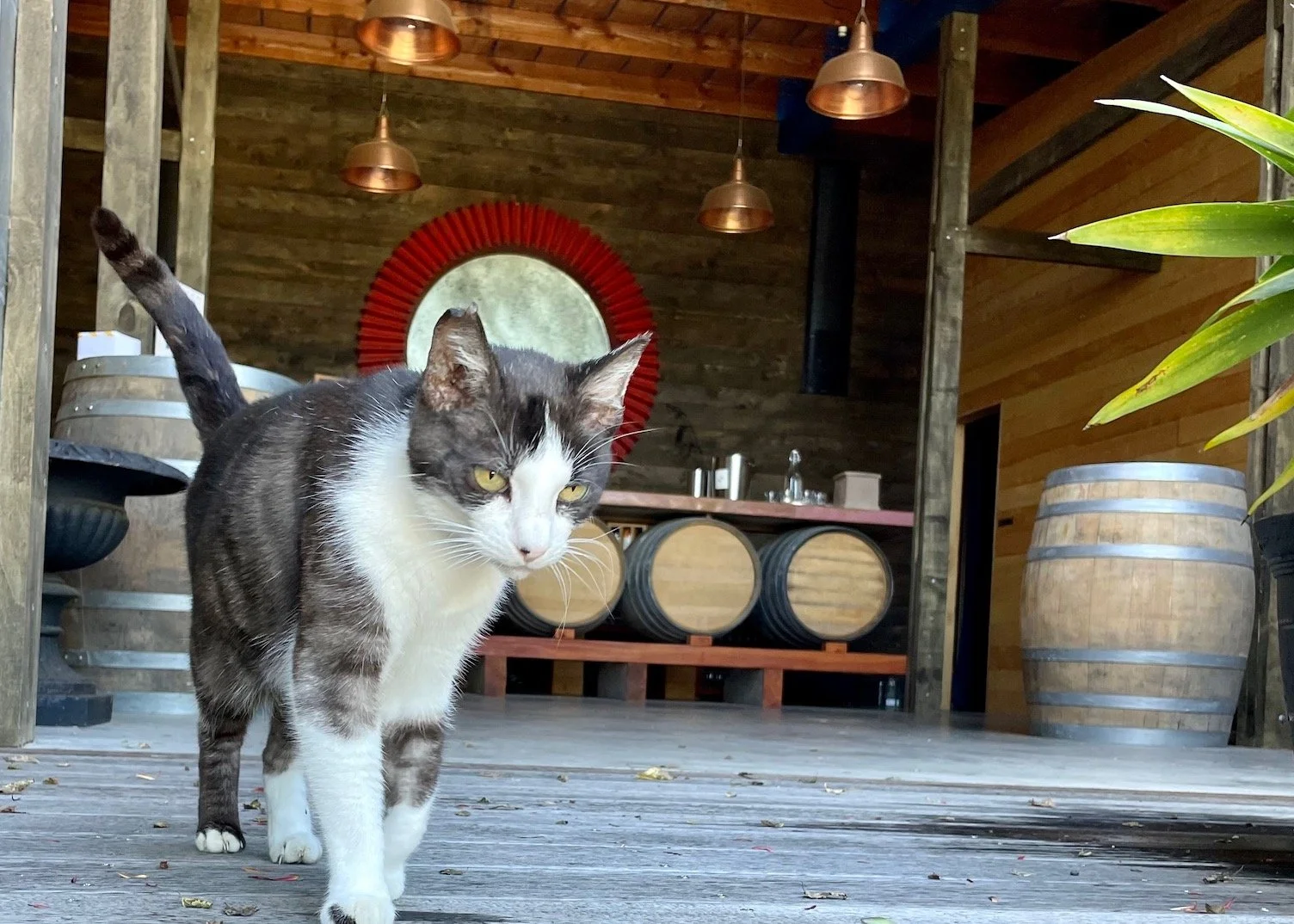 Wally the Vineyard Cat patrols the cellar door