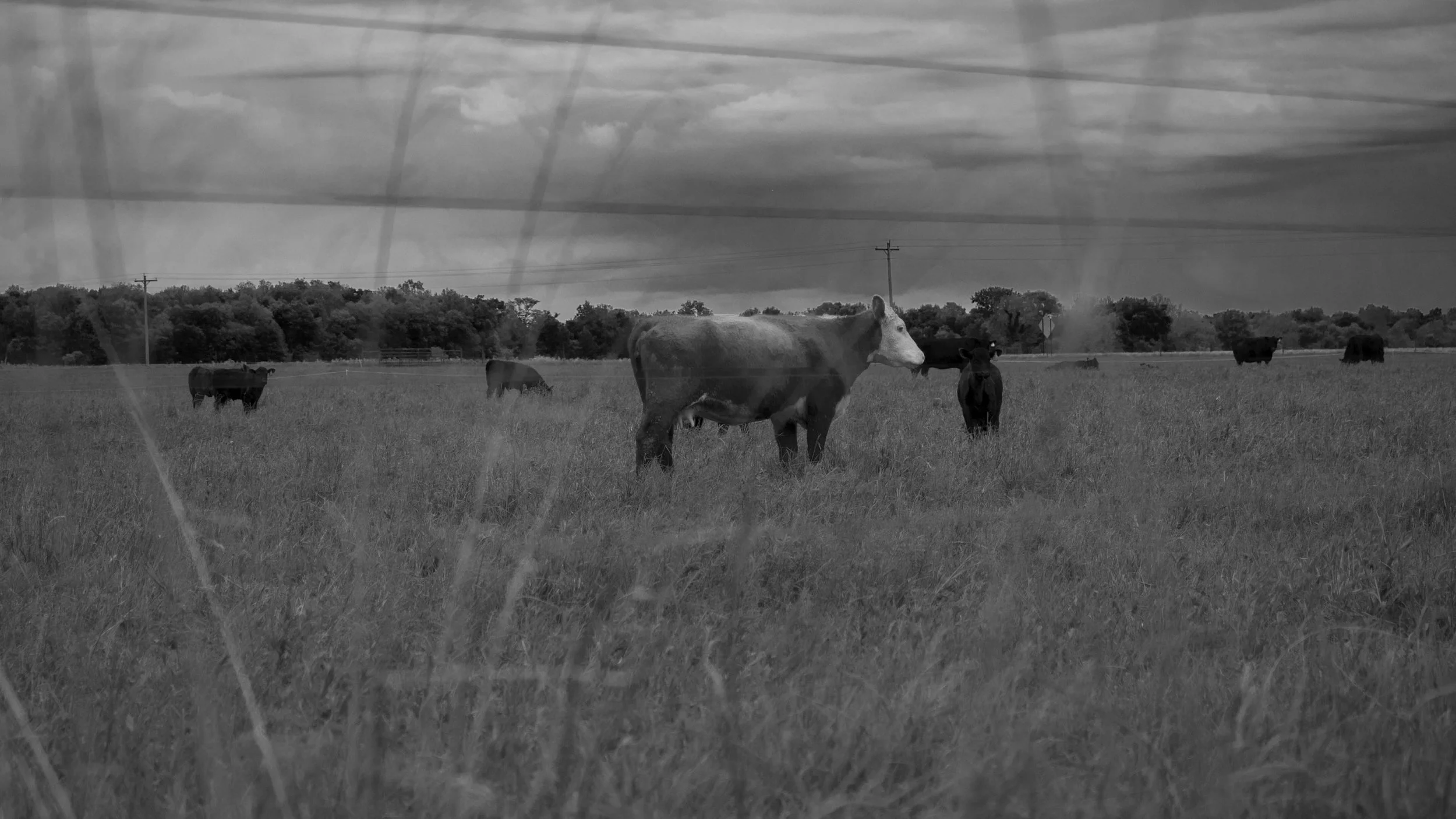 Moody ass cow BW.jpg
