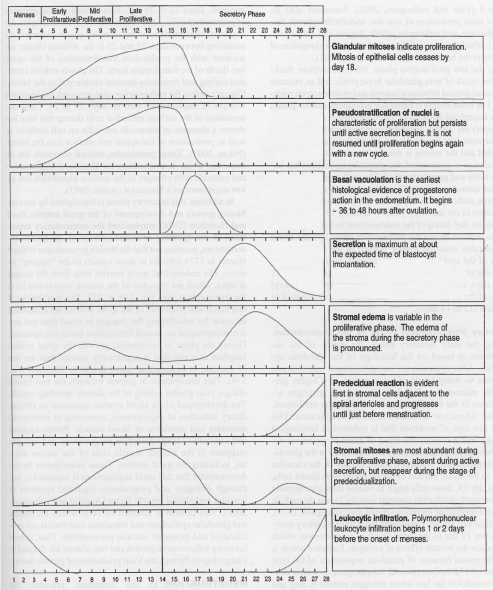 Stasis Graph The Masculine Era and it’s Impact on Fertility — the firm foundation