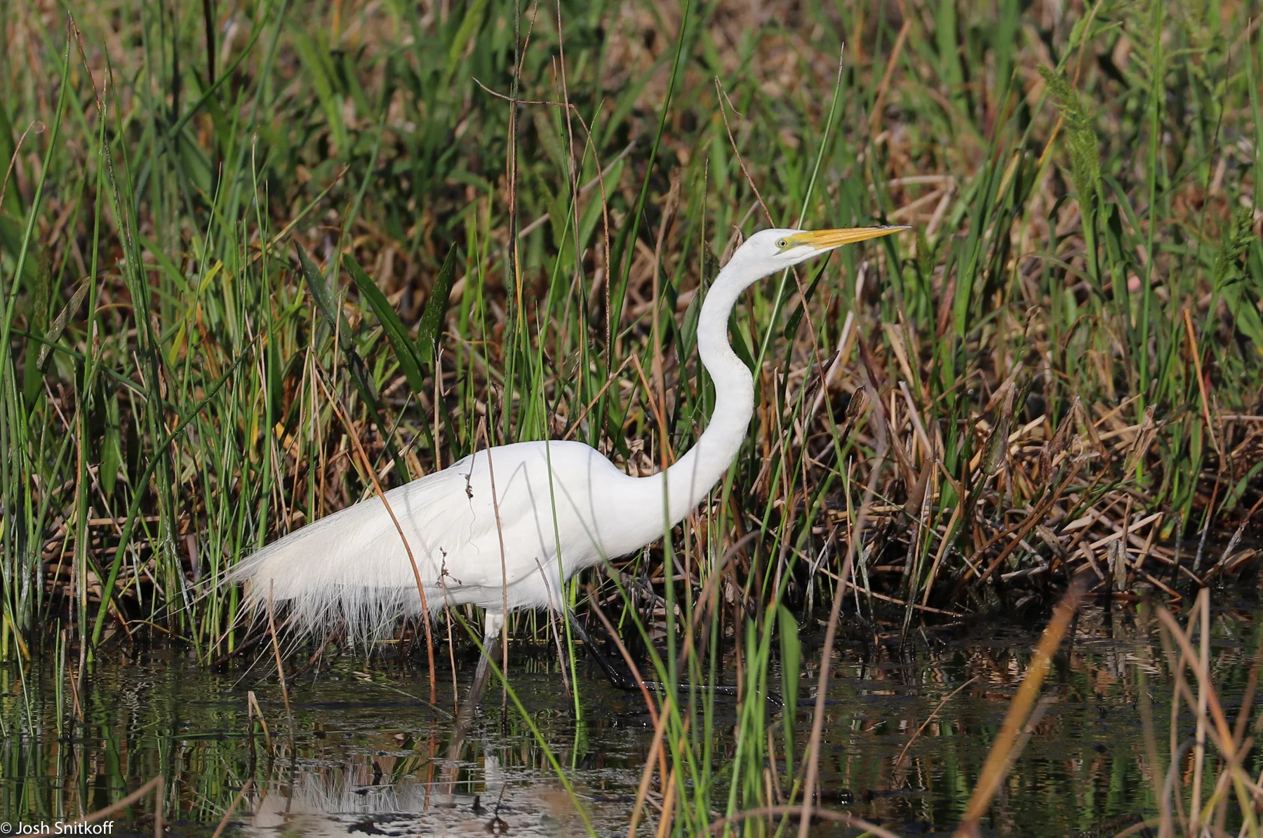 Birds-0127.jpg