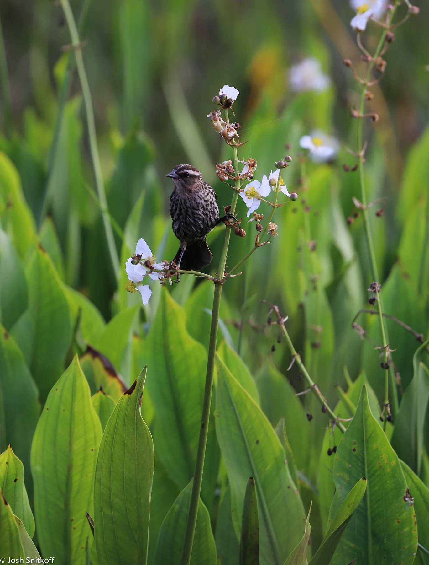 Birds-0152.jpg