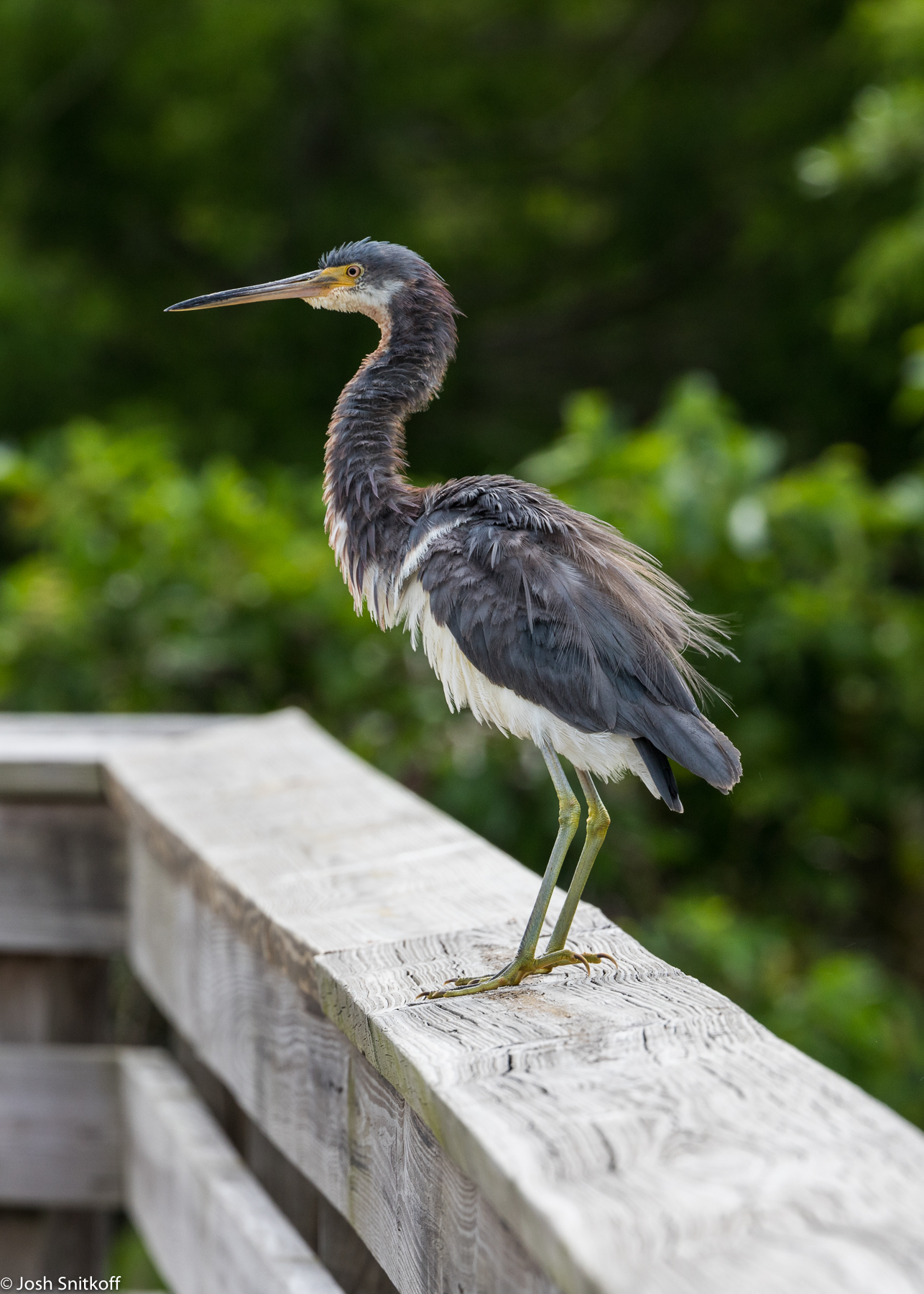 Birds-0192.jpg