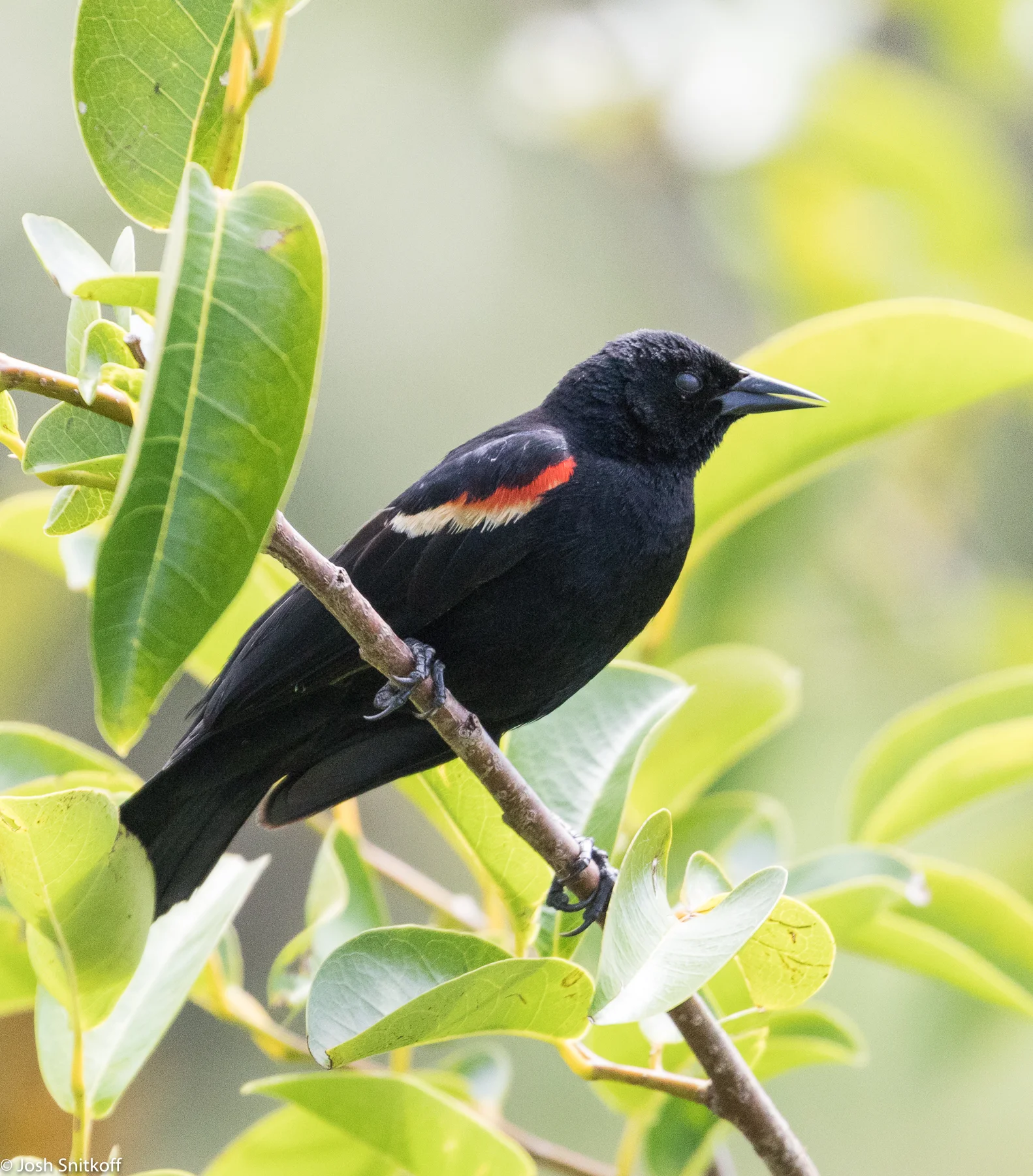 Birds-0251.jpg
