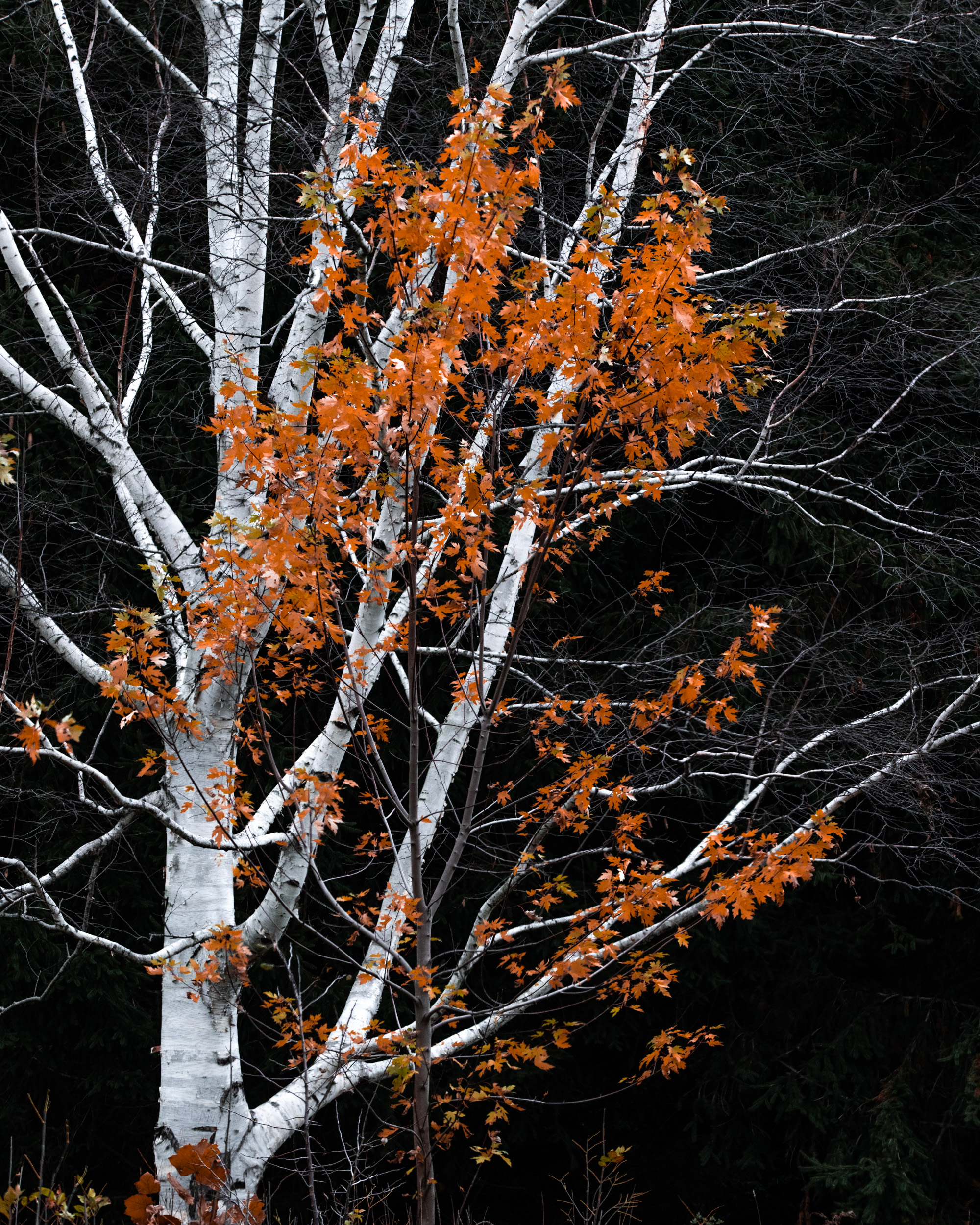 _SWP0731.JPG