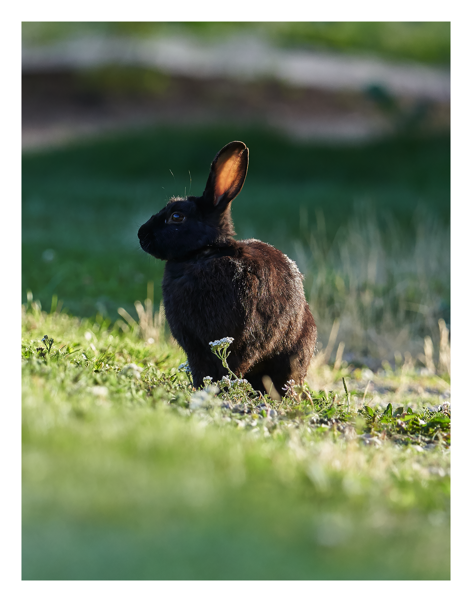 Rabbits_Montana_July_2020_02_Web.png