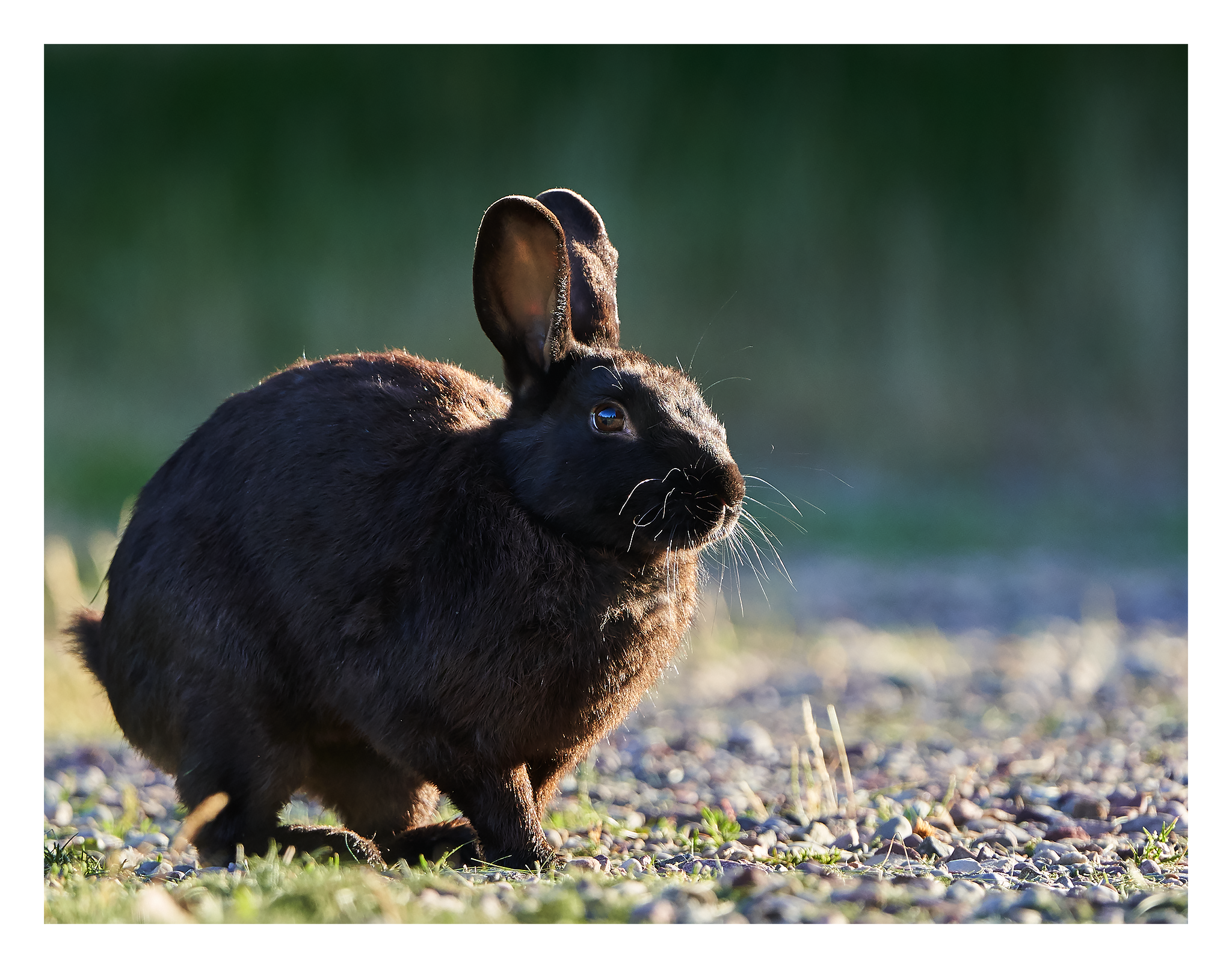 Rabbits_Montana_July_2020_03_Web.png