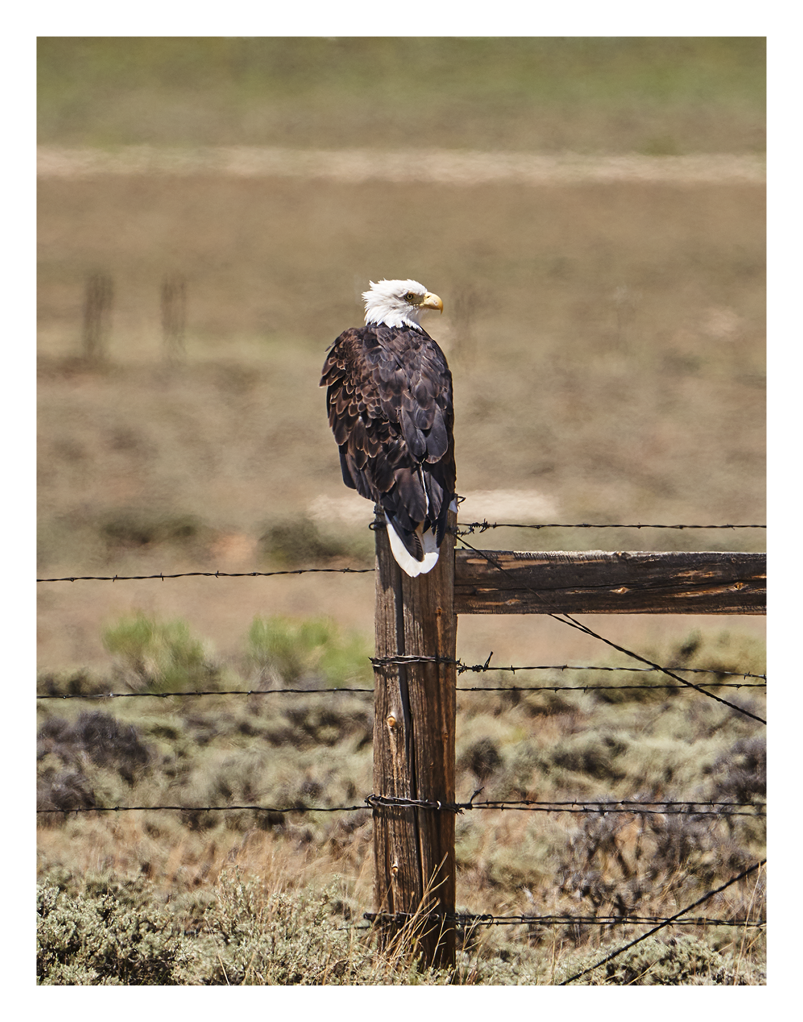 Bald_Eagle_Wyoming_July_2020_Web.png