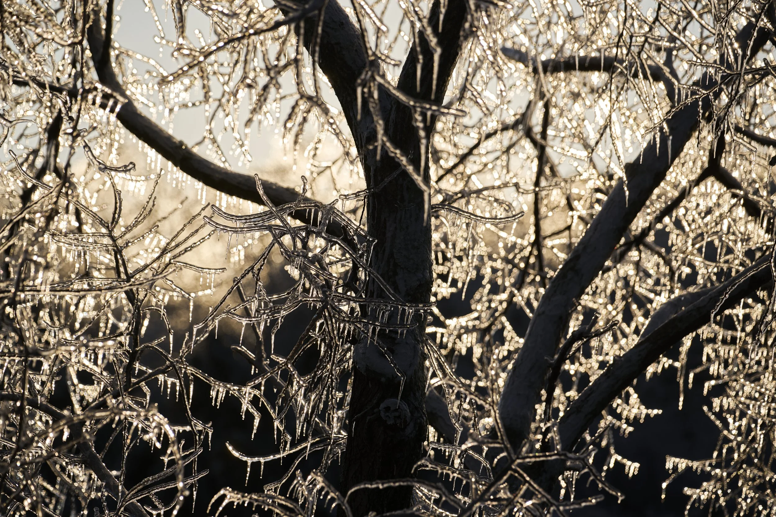 2026.01.26 Nashville Ice Storm_460.jpg