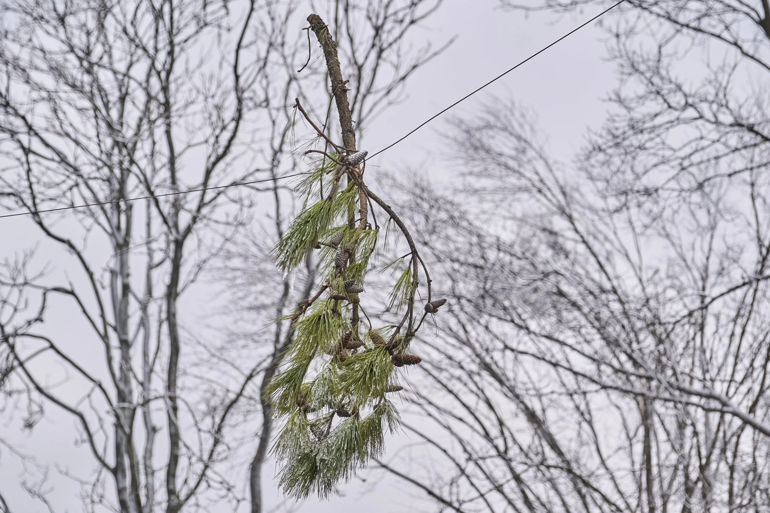 2026.01.30 Nashville Ice Storm Day 5_754.jpg