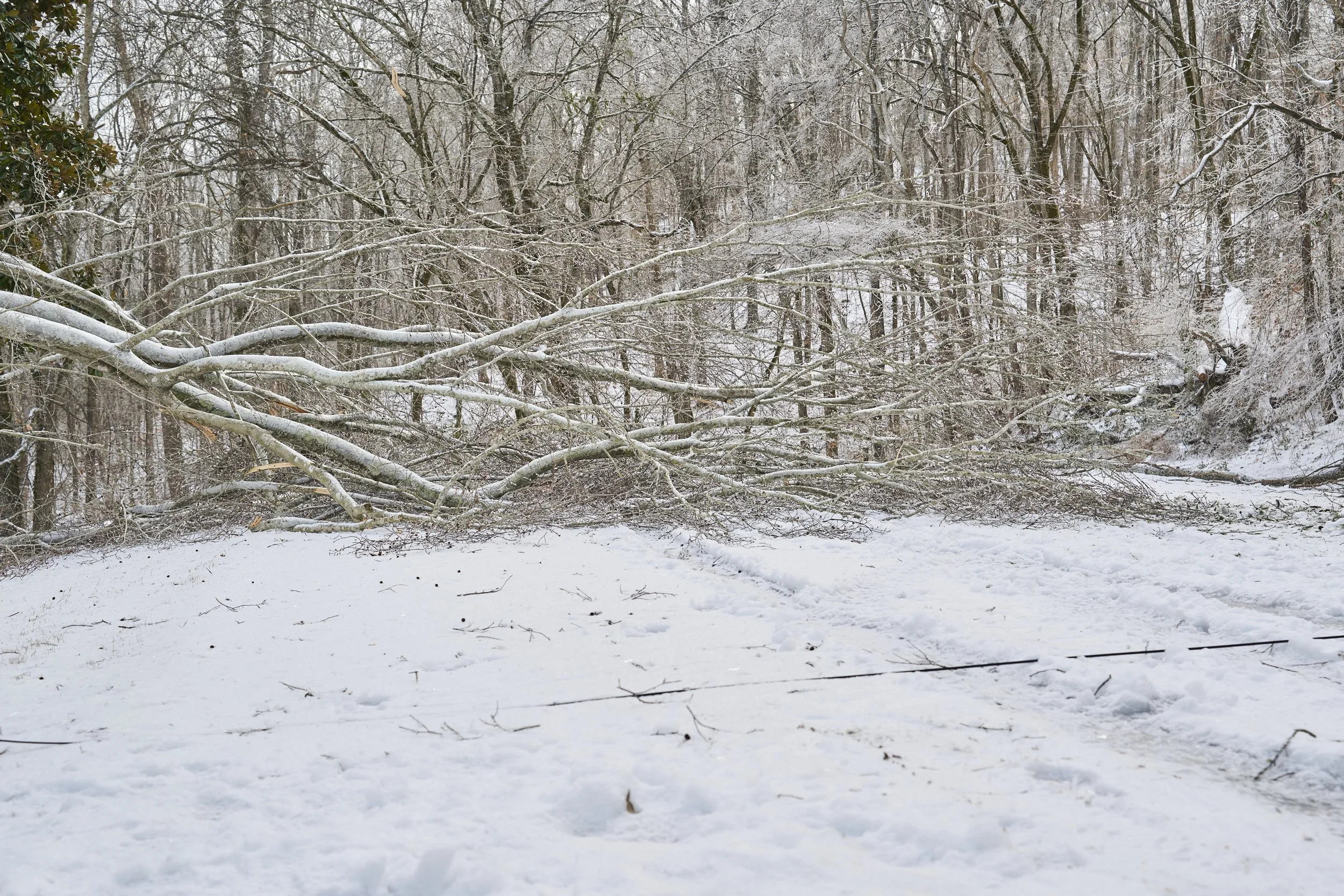 2026.01.31 Nashville Ice Storm Day 6_032.jpg