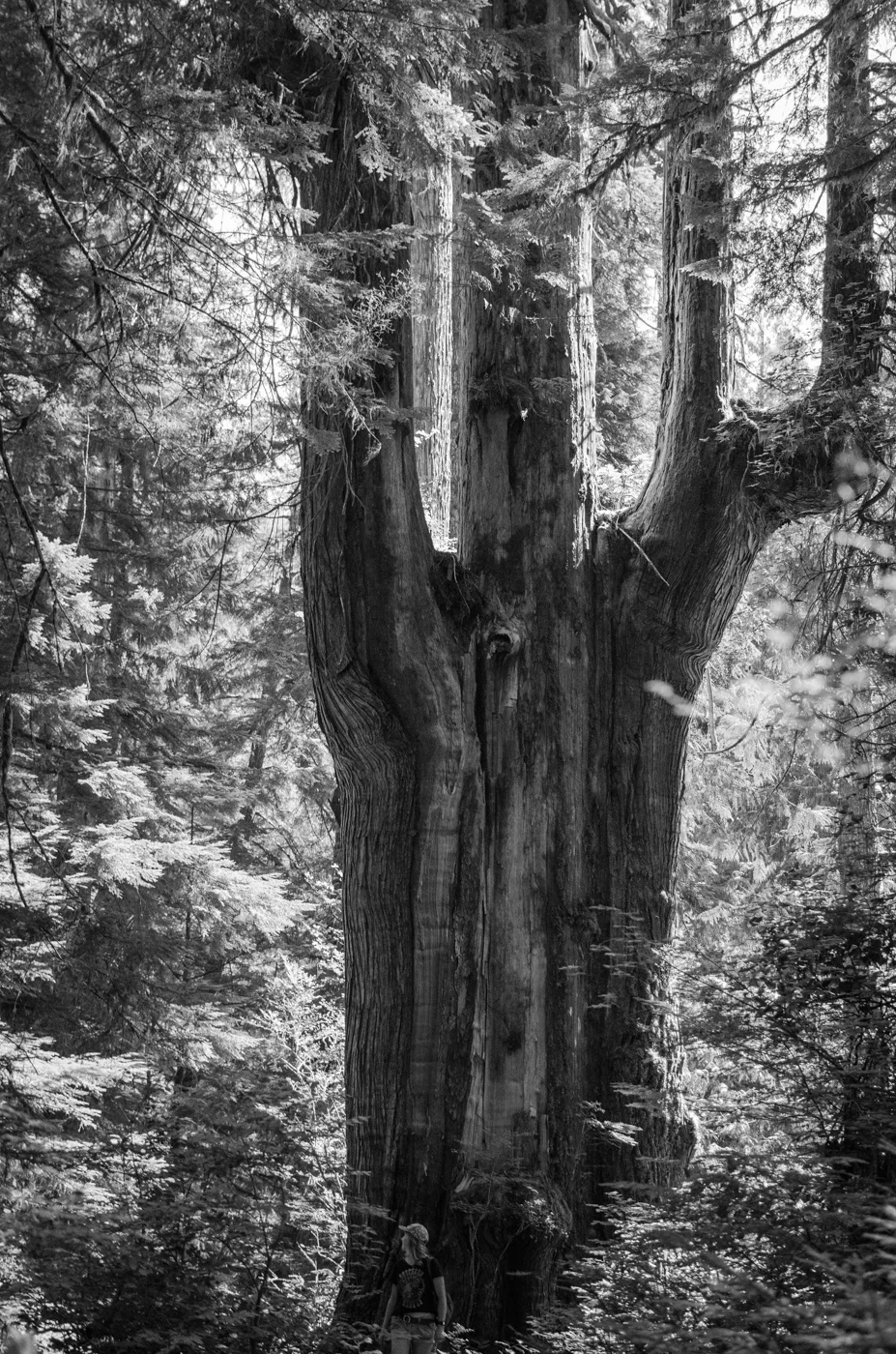 04-modor tree for website.jpg