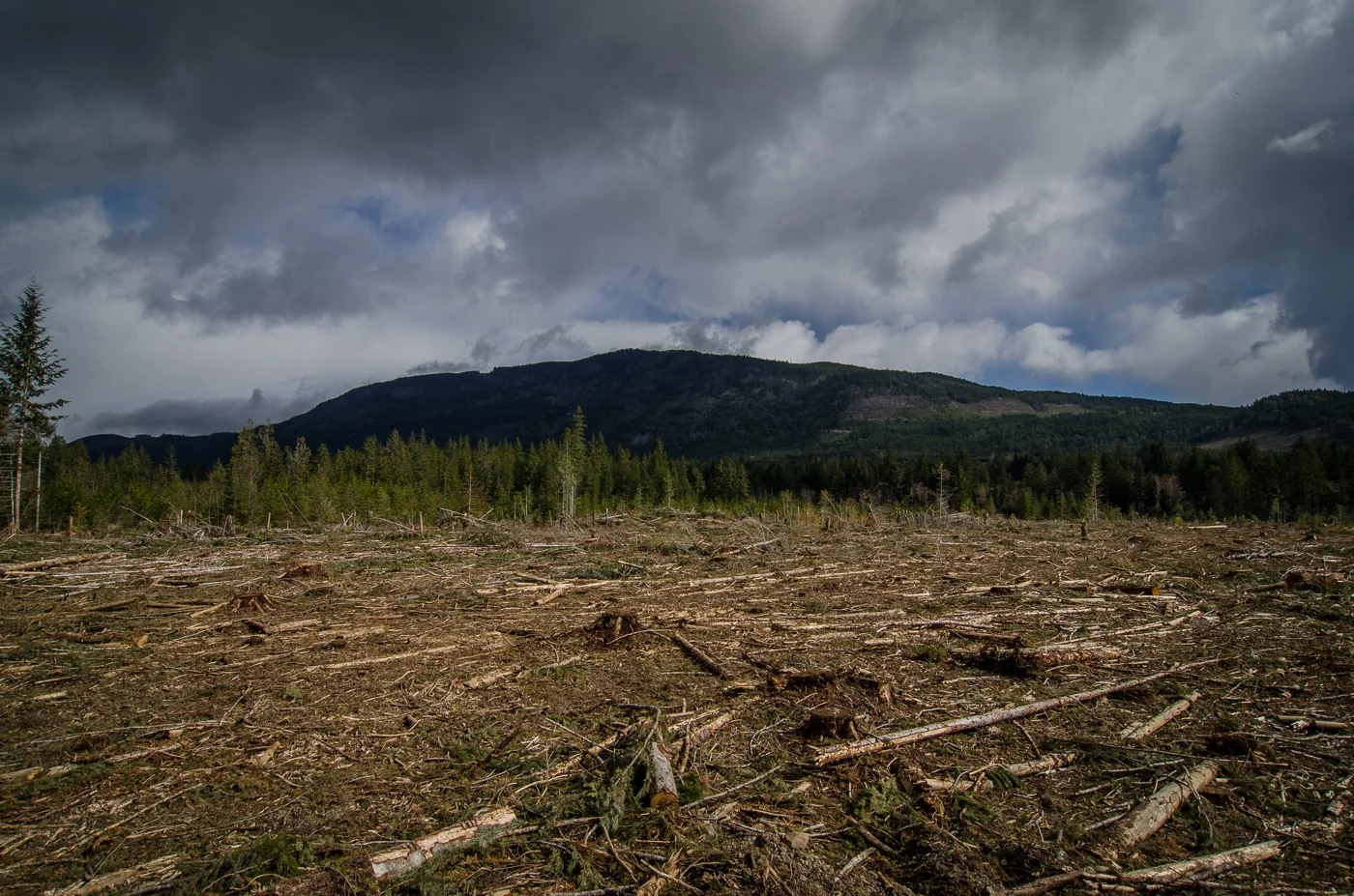 Cutblock near Nanaimo. While it looks sad, this is a 2nd or 3rd growth cutblock, the future of sustainable logging.