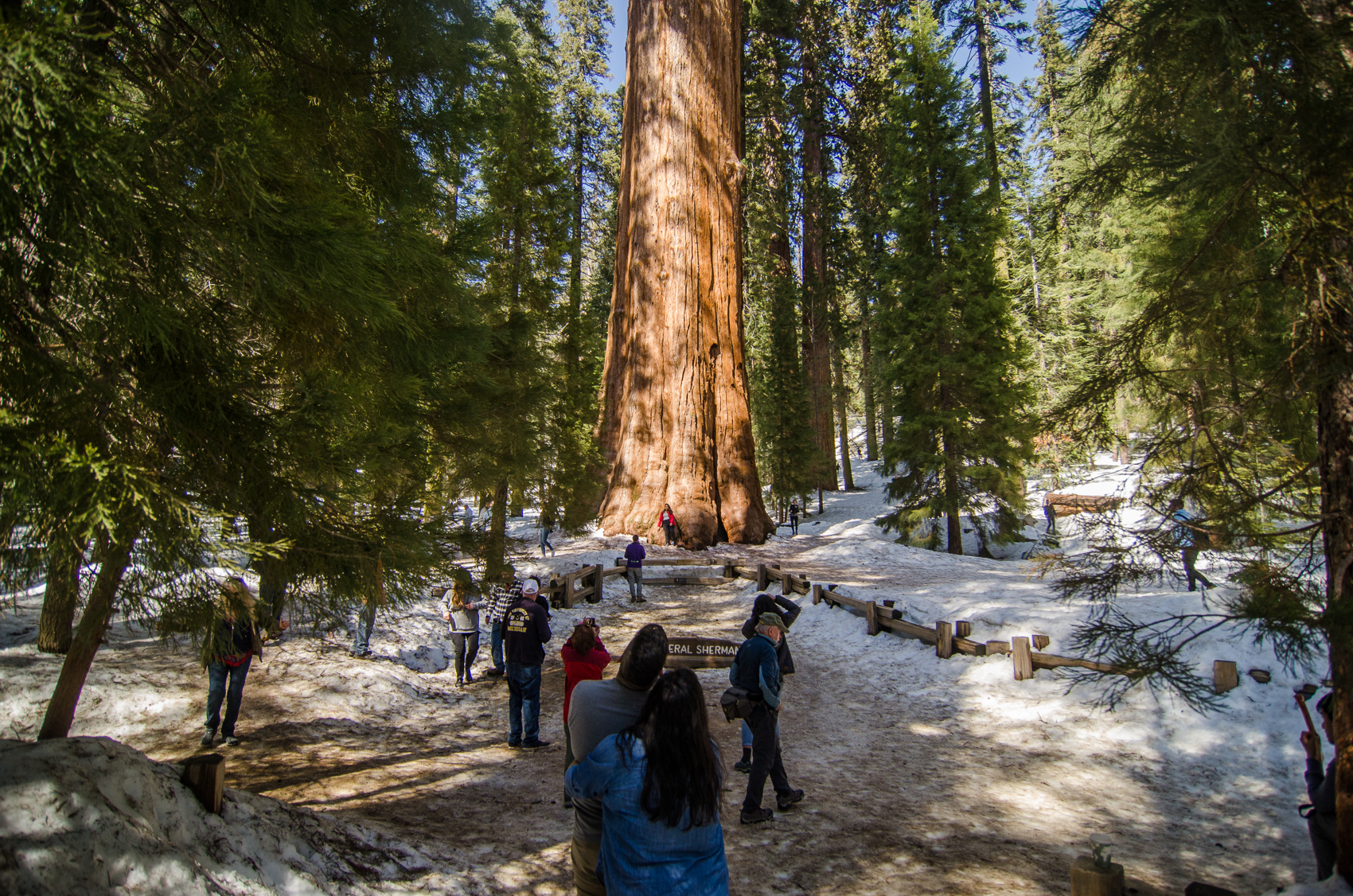 General Sherman and people not staying on the path