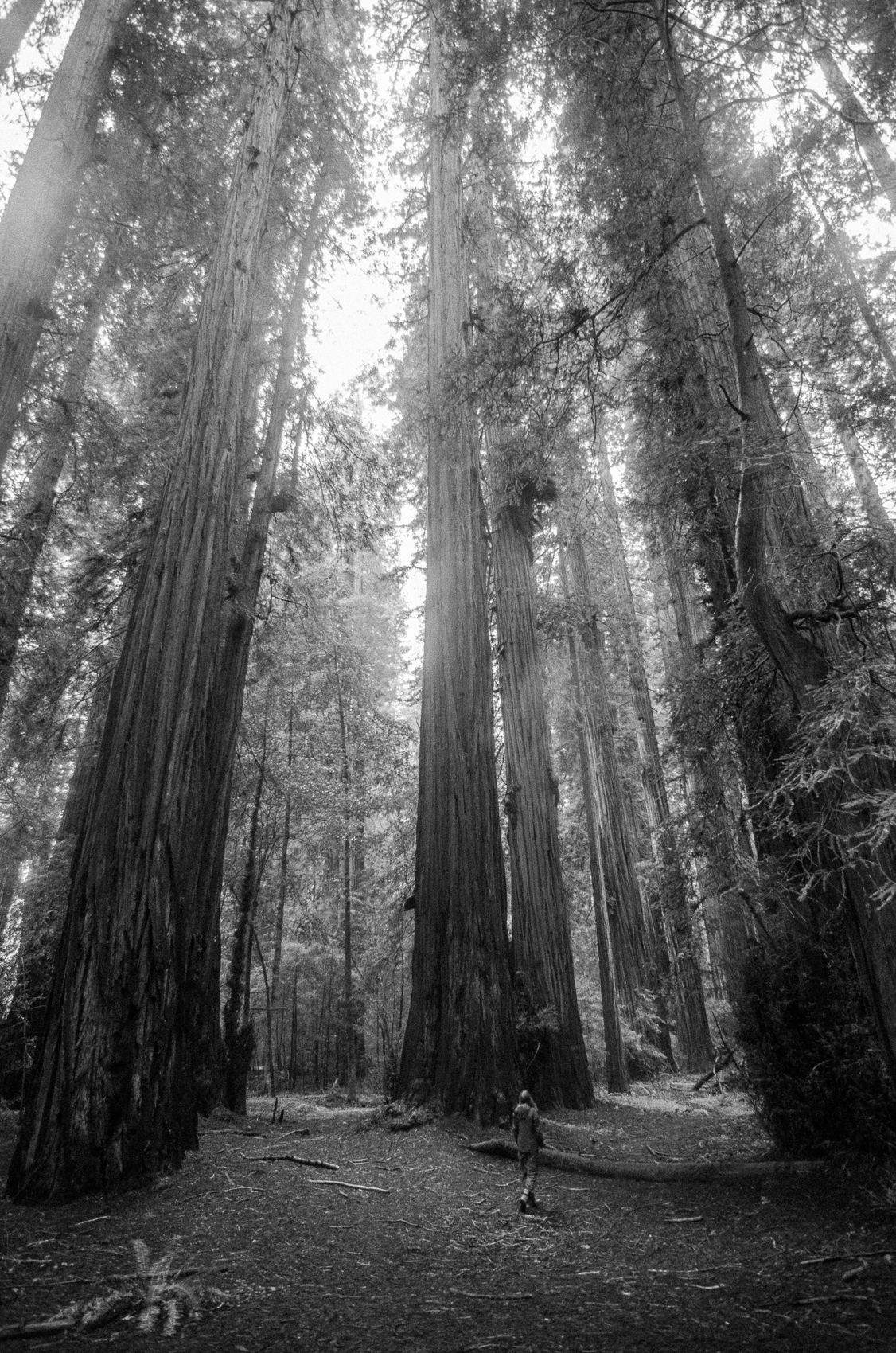 the redwoods