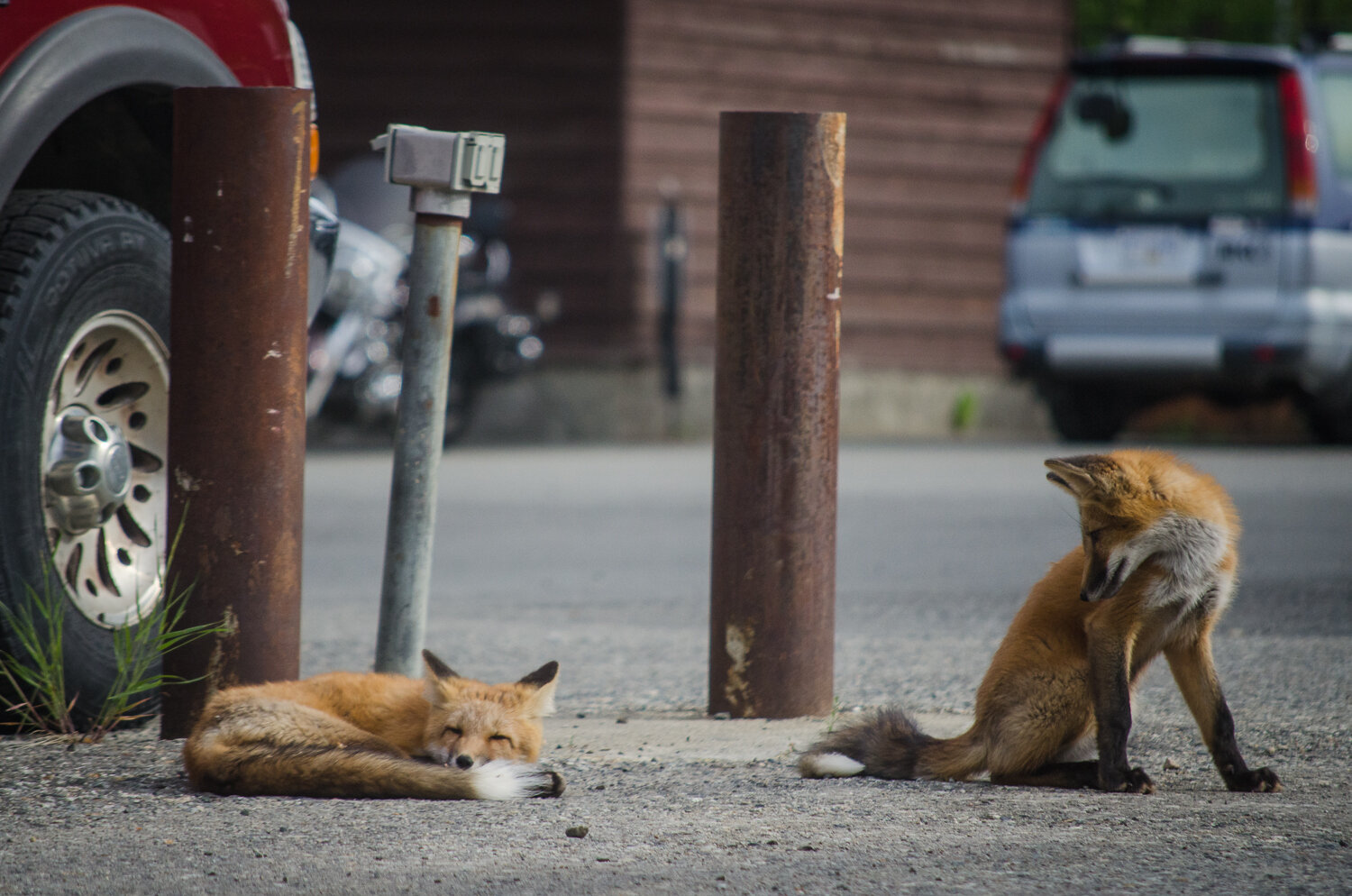 Our fox neighbours