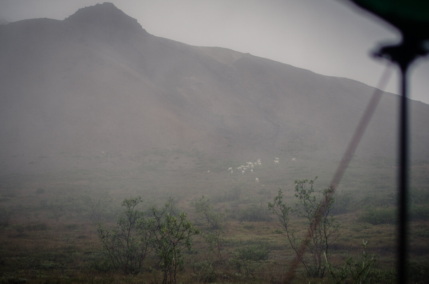 Dall Sheep!