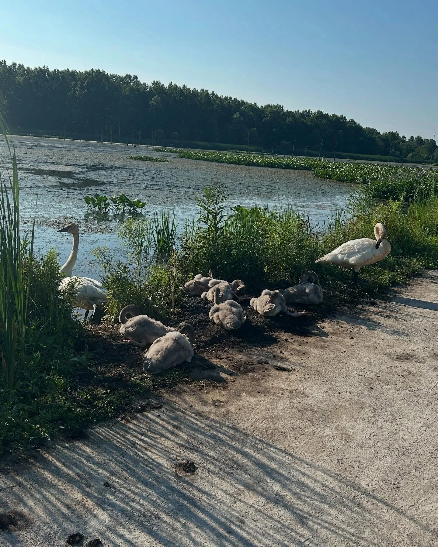 Some amazing bird views during this special Bird Lovers Forest Bathing Session this weekend! An entire trumpeter swan family and a bald eagle with an adolescent below. It was a beautiful morning together! 
&ldquo;A bird does not sing because it has a
