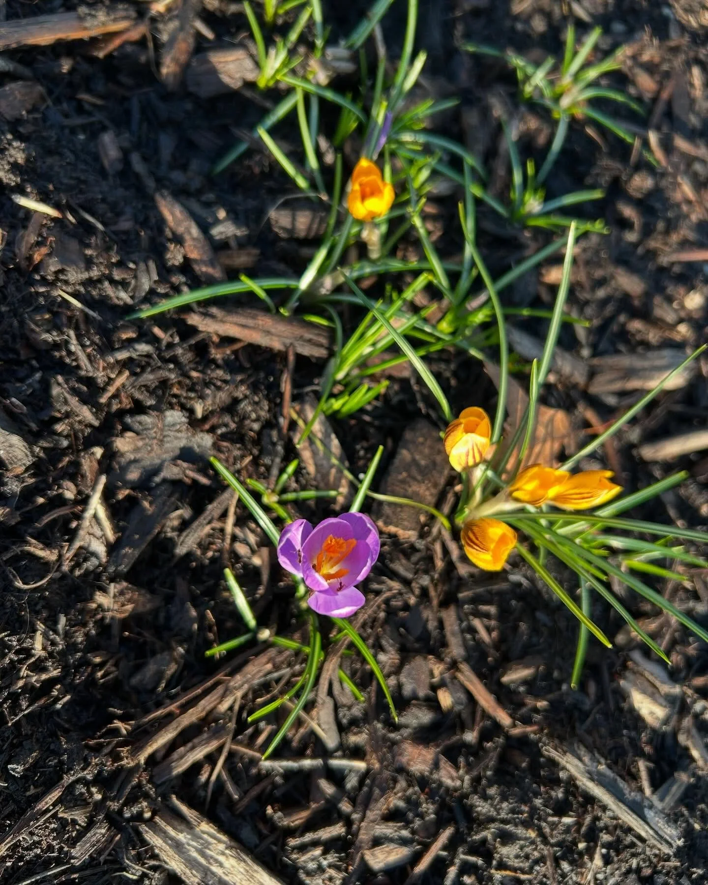 Signs of spring in the garden! 🤩🥰🌱🌷