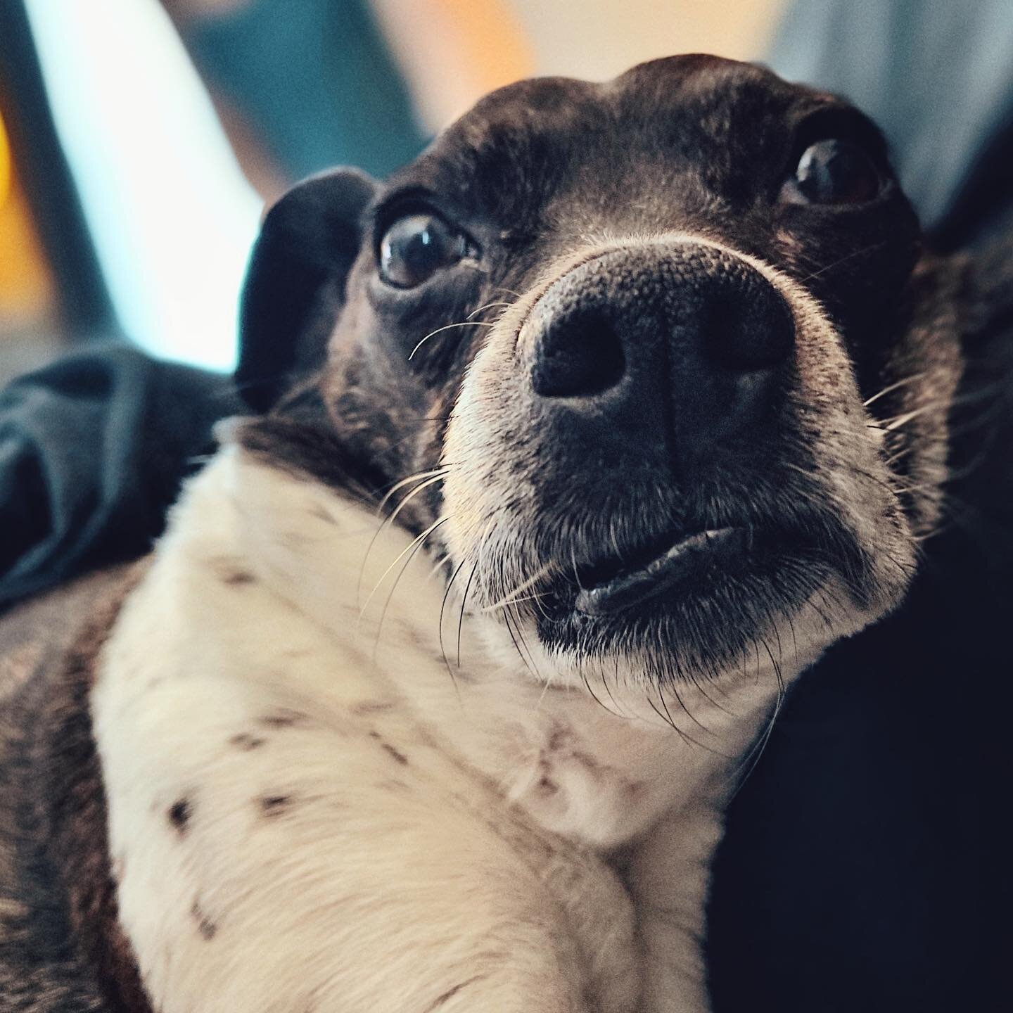 Woke up to this face this morning. #dogsofinstagram #entlebuchermountaindog #bostonterrier #islay #ilovedogs #morninglook #earlybird