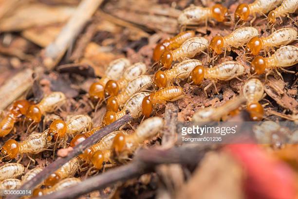 Photo by Tongman501236/iStock / Getty Images