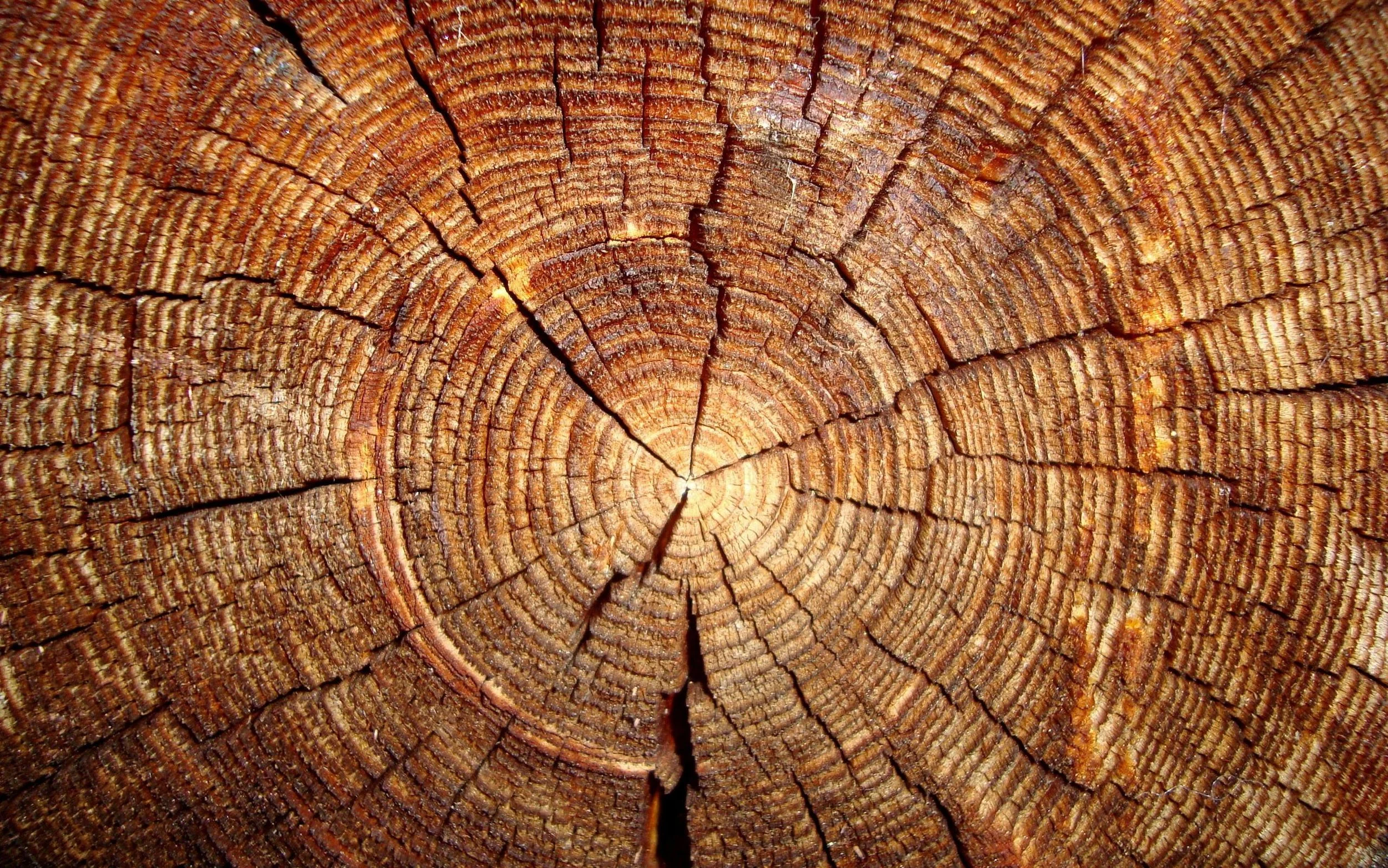 tree trunk.jpg