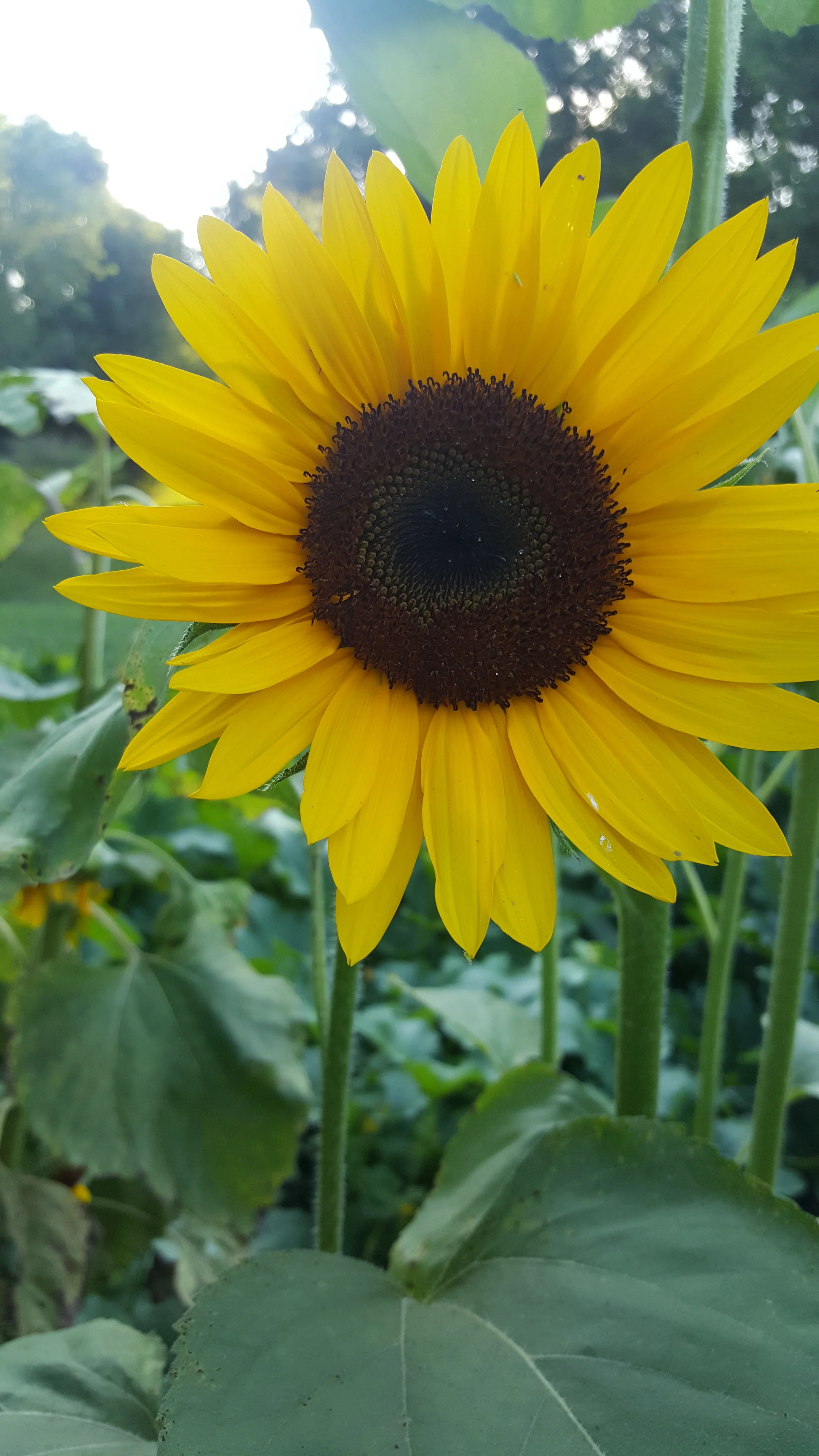 20180725_192601.jpg