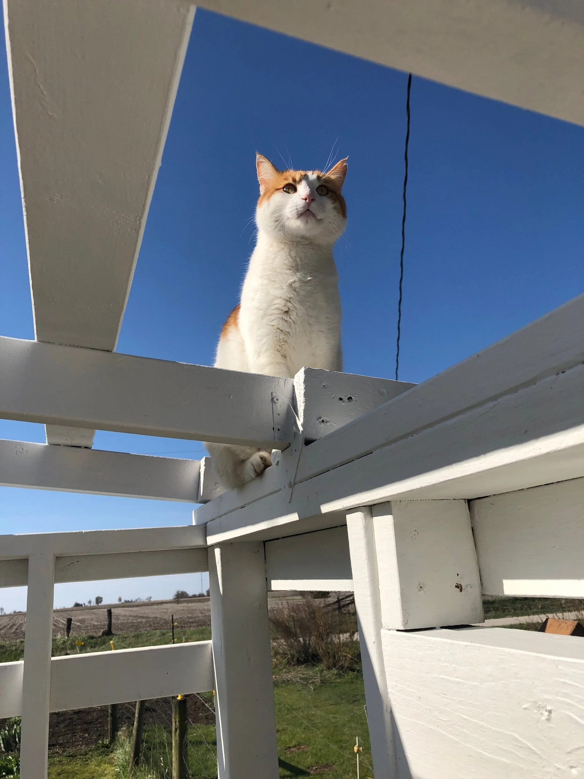 Peanutbutter Curry and my Coping skills