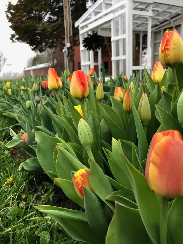 Tulips Not Tacos..Sorry Yo