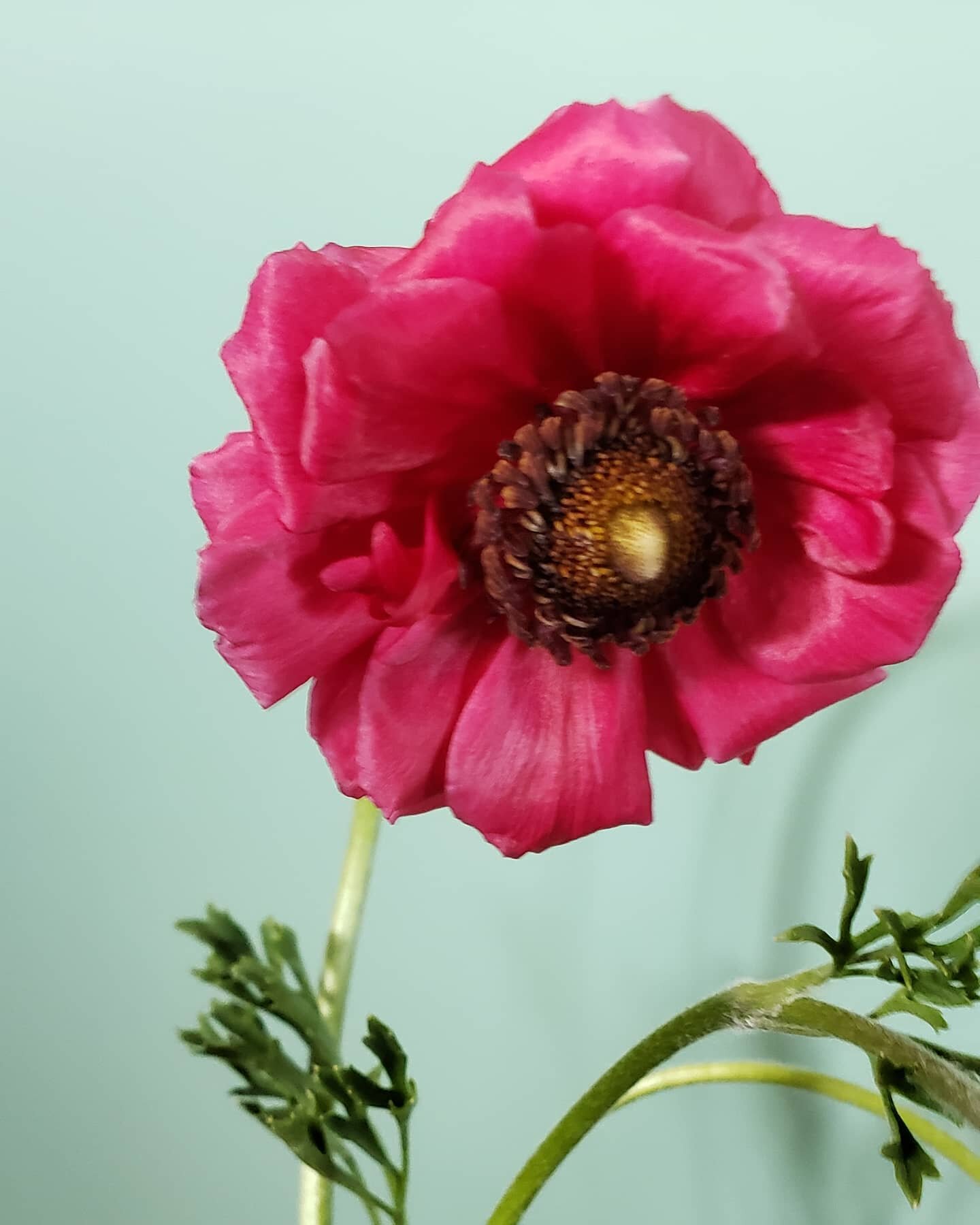 Today we take a gander at a blown open ranunculus or anemone against the kitchen cabinet.  My brain isn't working, so apologies for my lack of flower knowledge.  I'm sure it'll come to me in two hours when I least expect it.