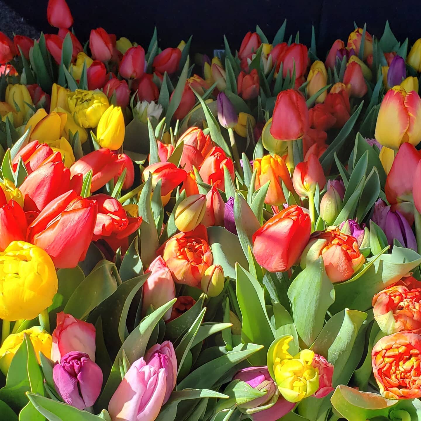 Hey all, back again. If you're stuck in what to buy your special someone for Valentine's Day and don't want to do roses, chocolate etc., we are holding a SALE for our spring tulip CSAs (April through May). Yippee!!! 14% off for the 14th. Discount cod