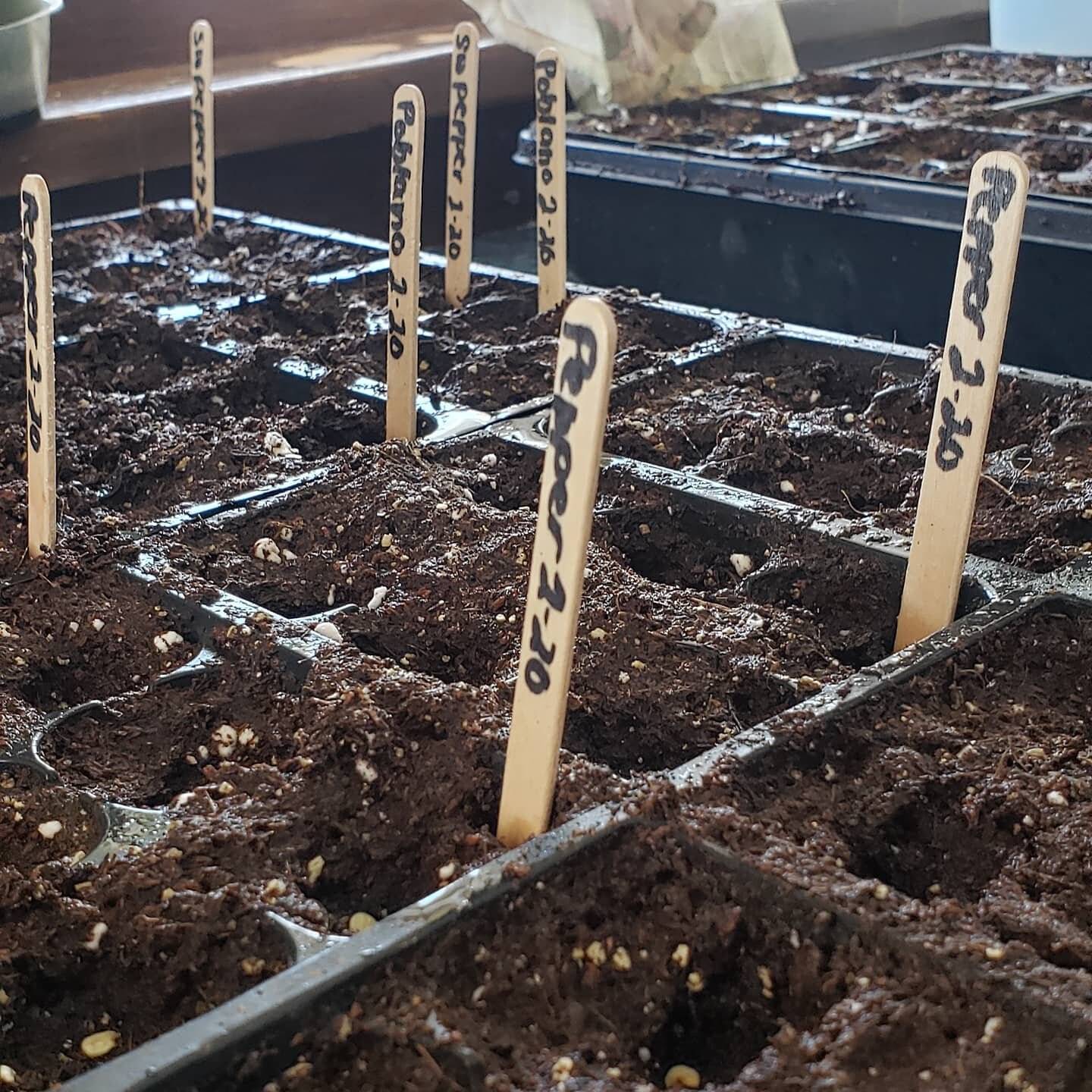 It's beginning! (Well... it already started,  let's be serious.  My basement is coming up with seedlings). Today's planting includes allllll the peppers. Grow babies grow! Momma needs some color in her life.