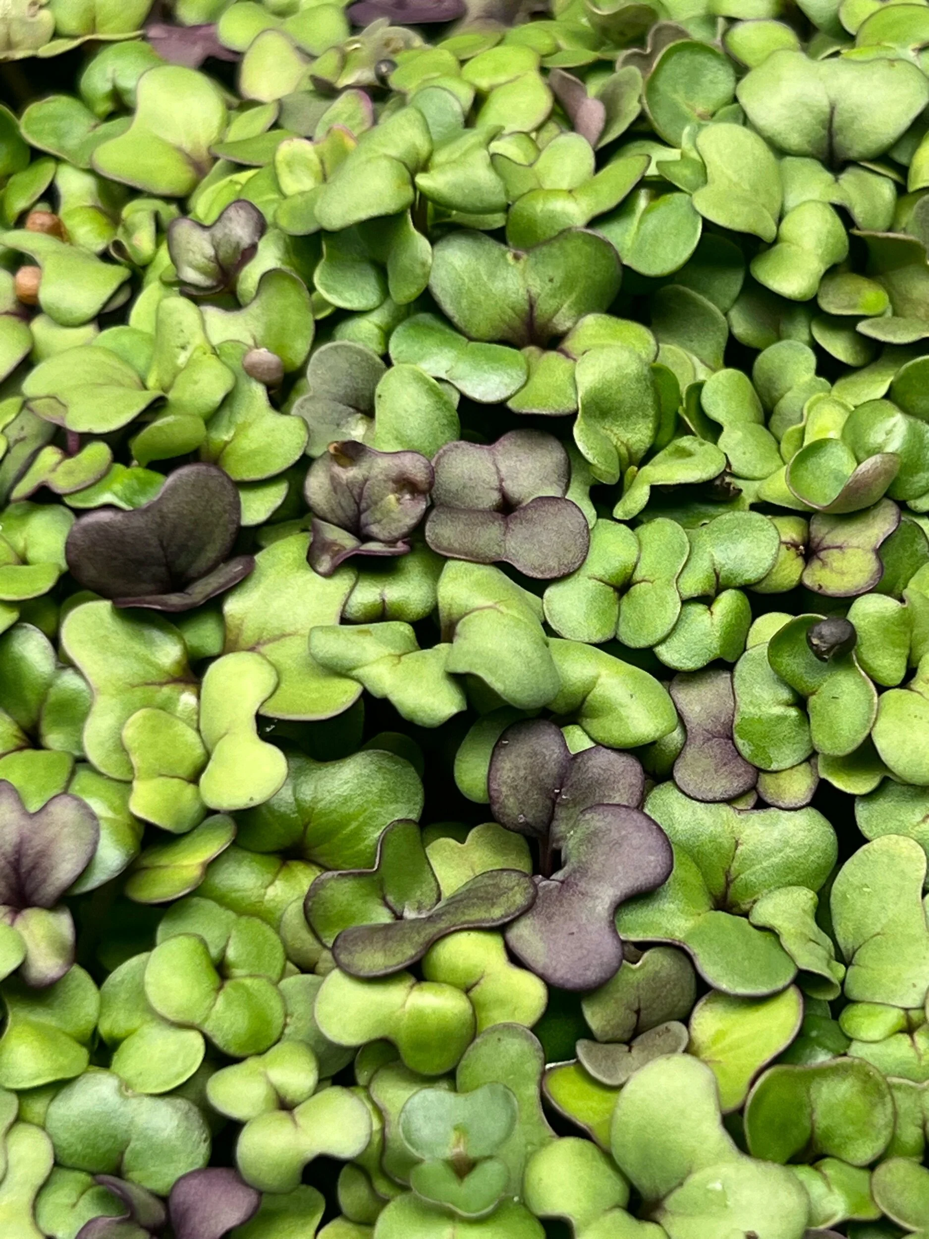 A2A16607-2C1F-46F7-BE71-98B4553F74D8