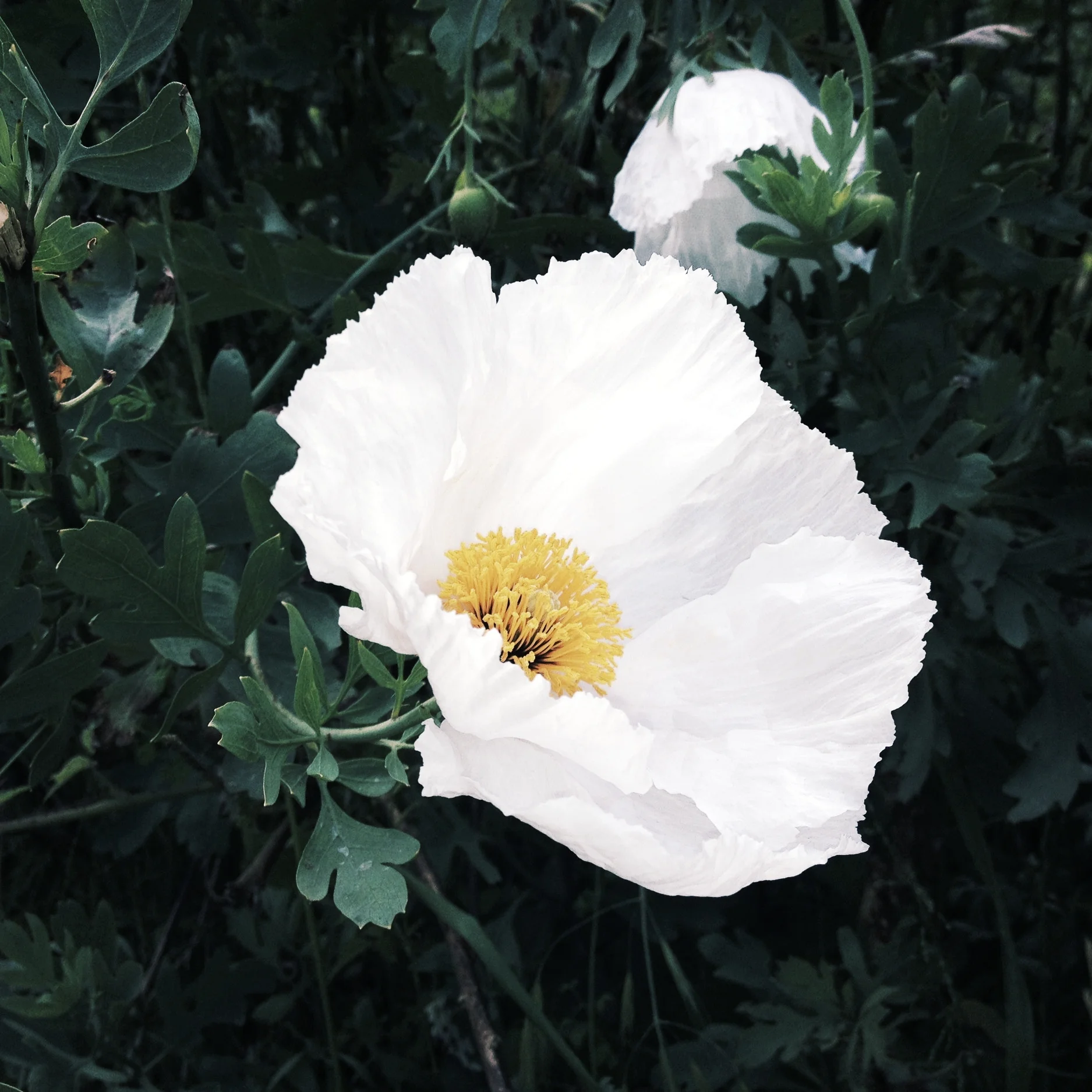 My Postpartum Depression Adventure: Part One