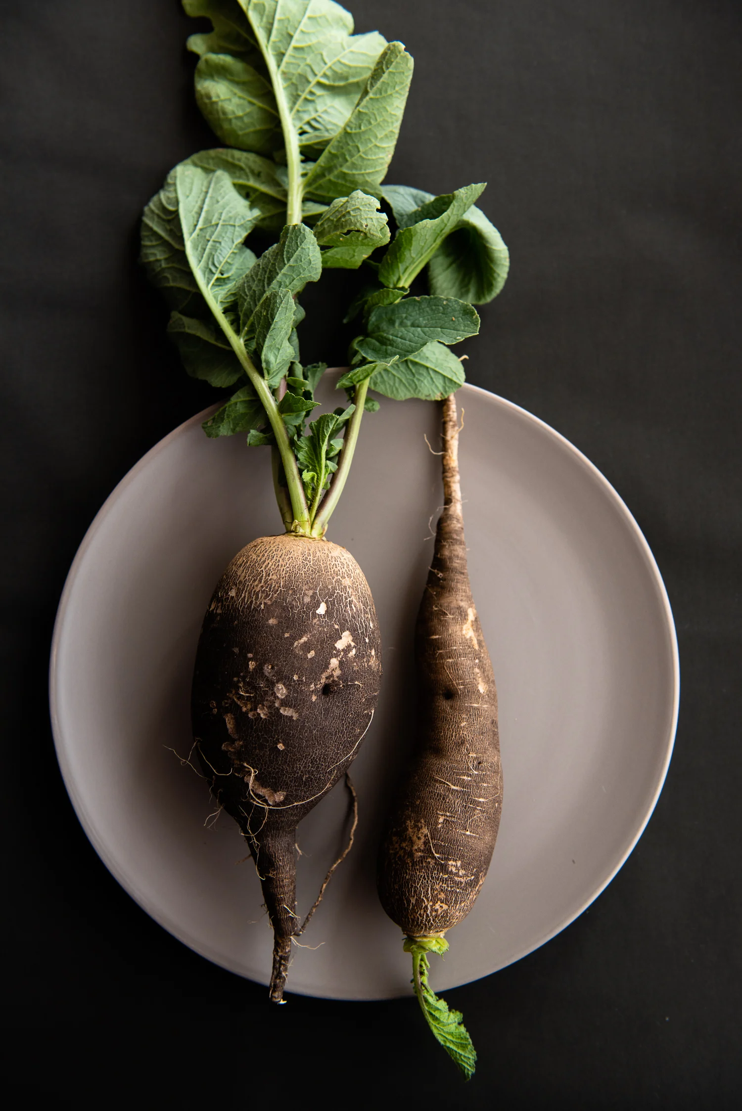 Black Radish with Leaves Food Photography Sydney