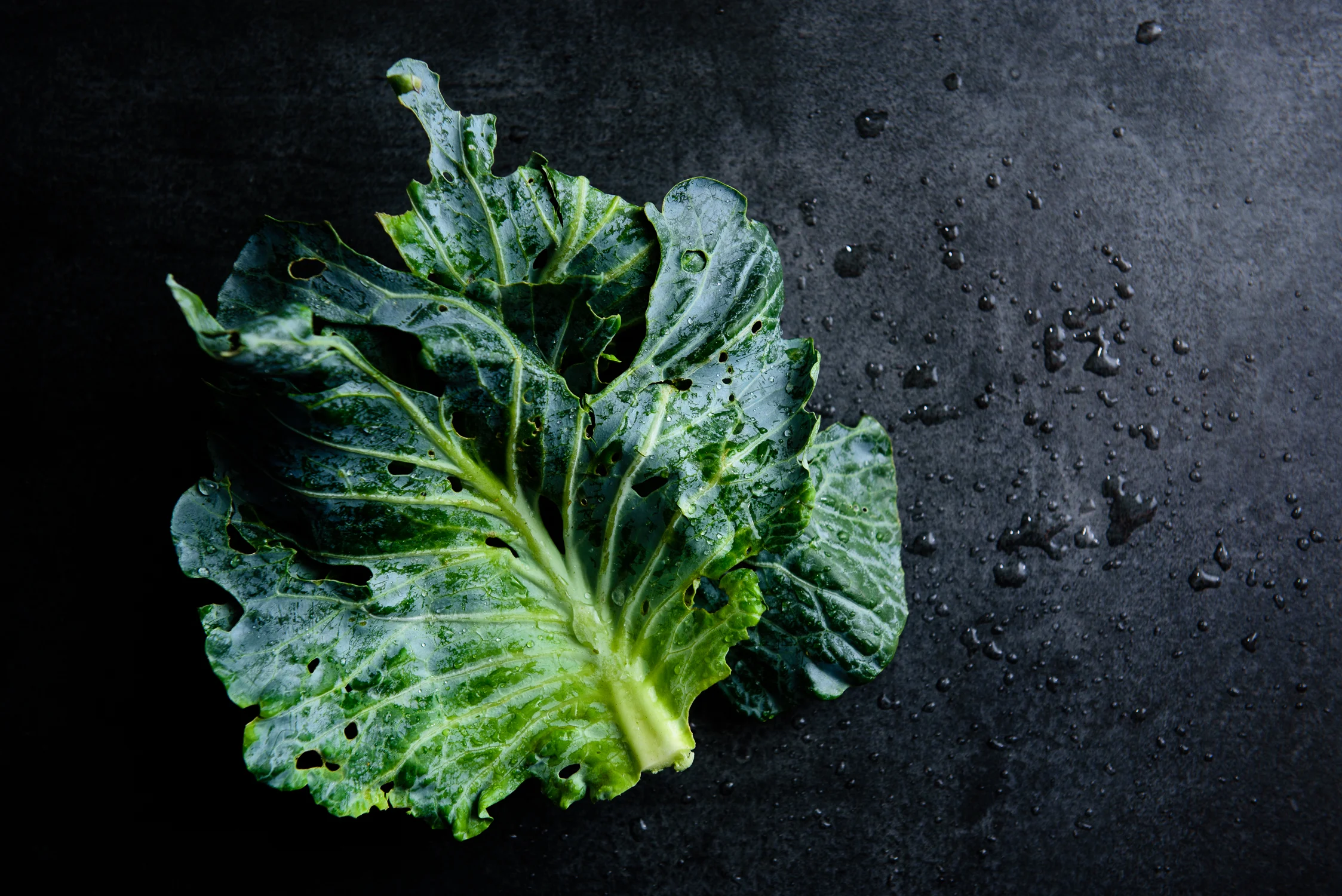 Cabbage Leaves Fresh Food Photography