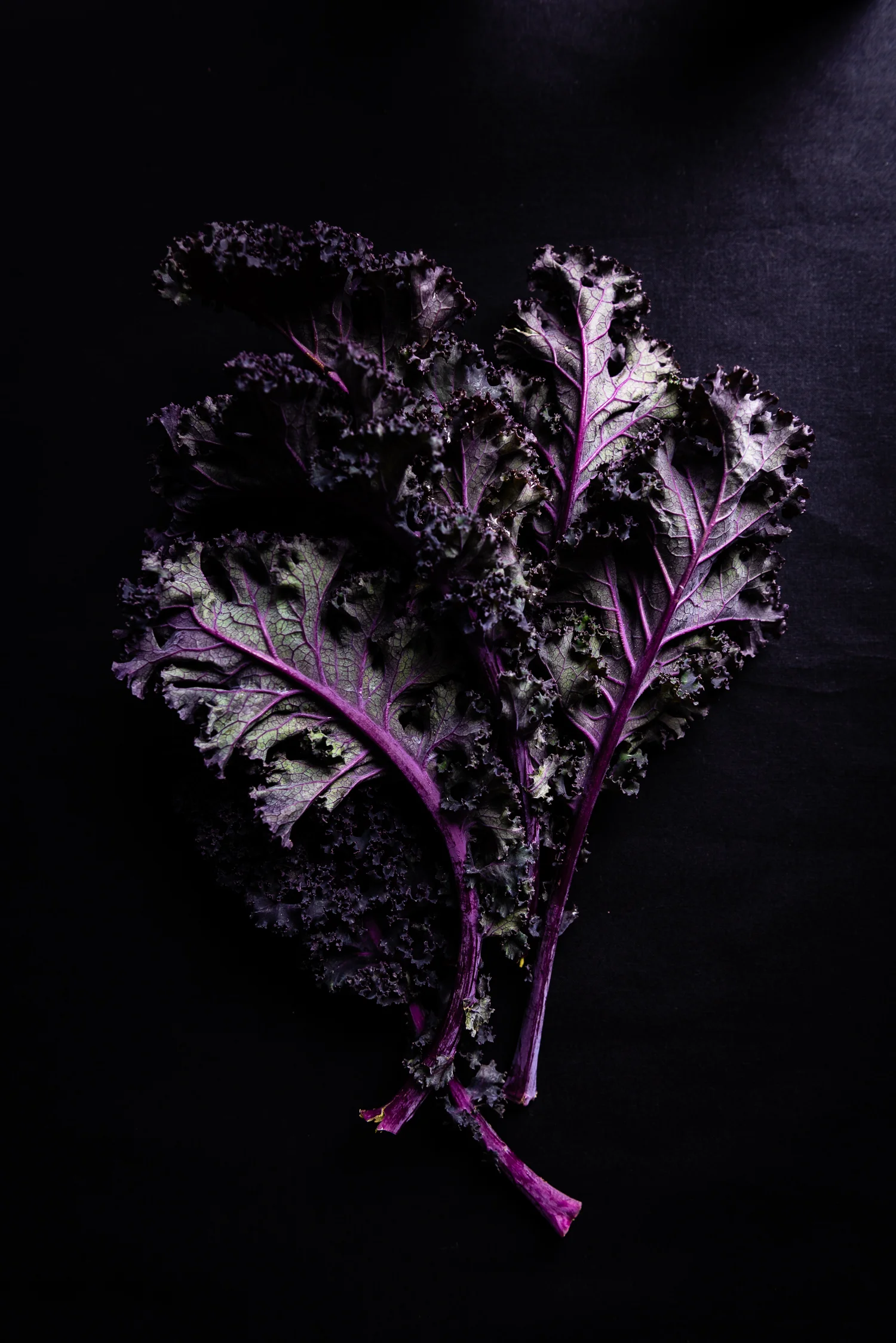 Purple Kale Leaves Still Life Food Photography Sydney