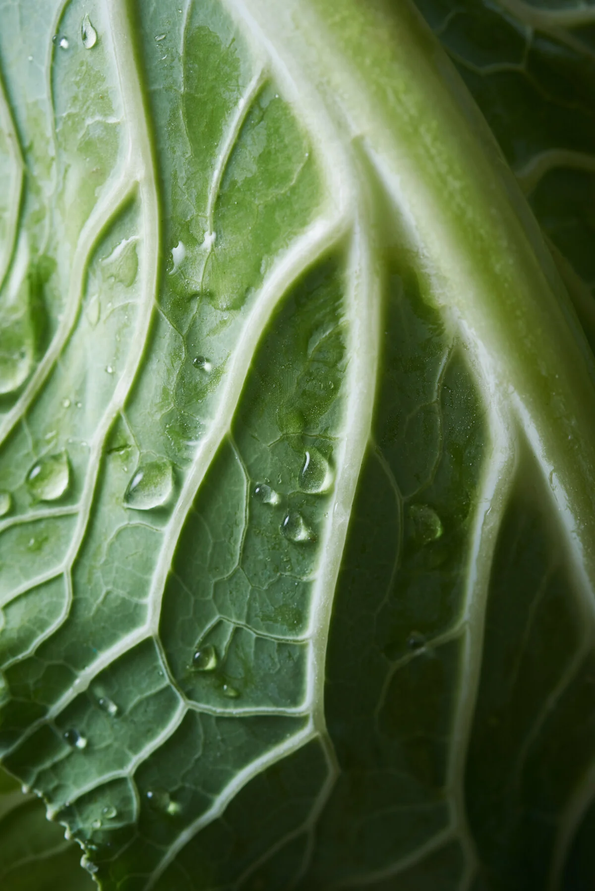 Cabbage Leaf Closeup Macro Food Photography Sydney Food Photographer Viviane Perenyi