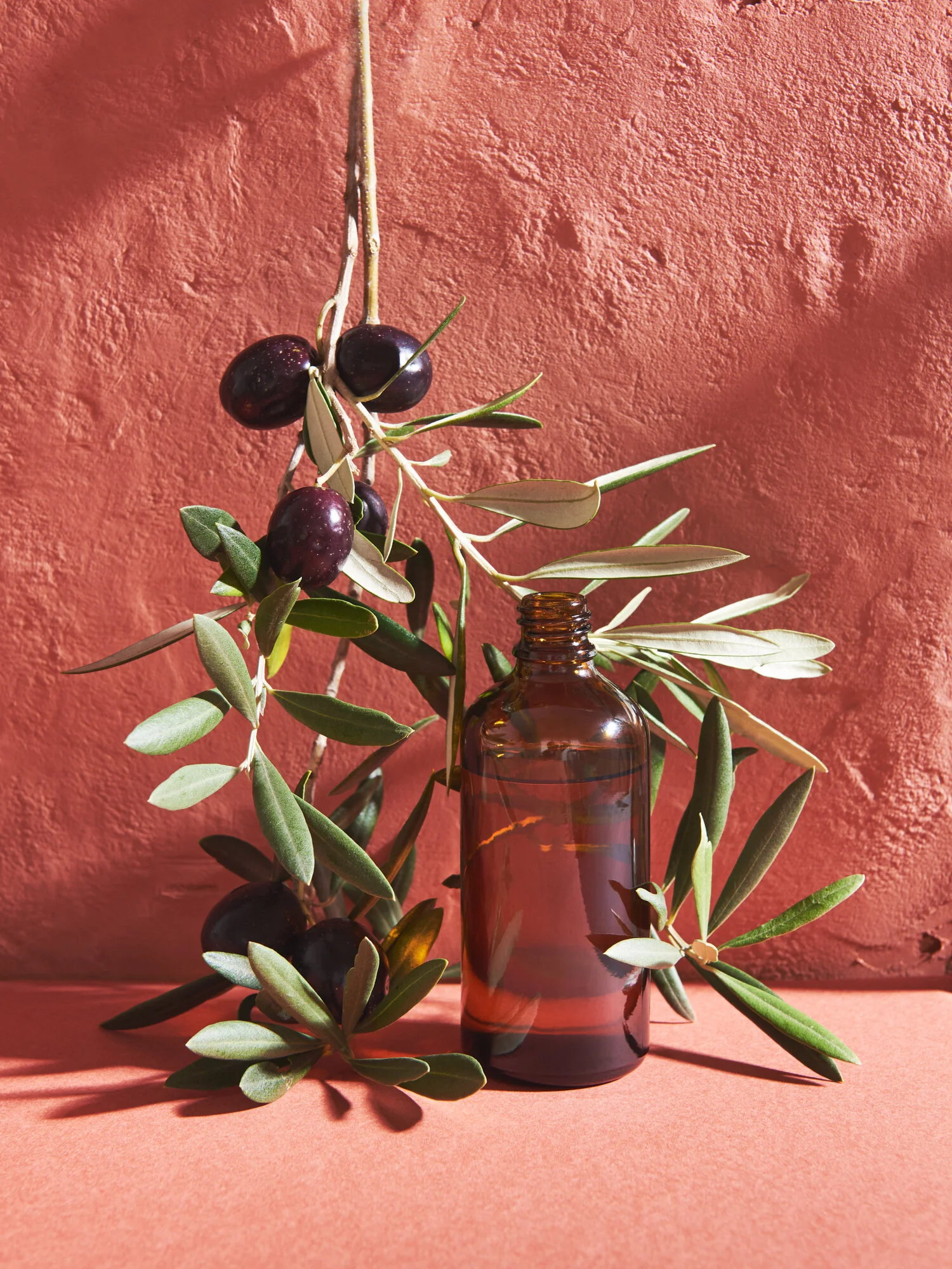 Terracotta Olive Branch Oil Sydney Product Photography
