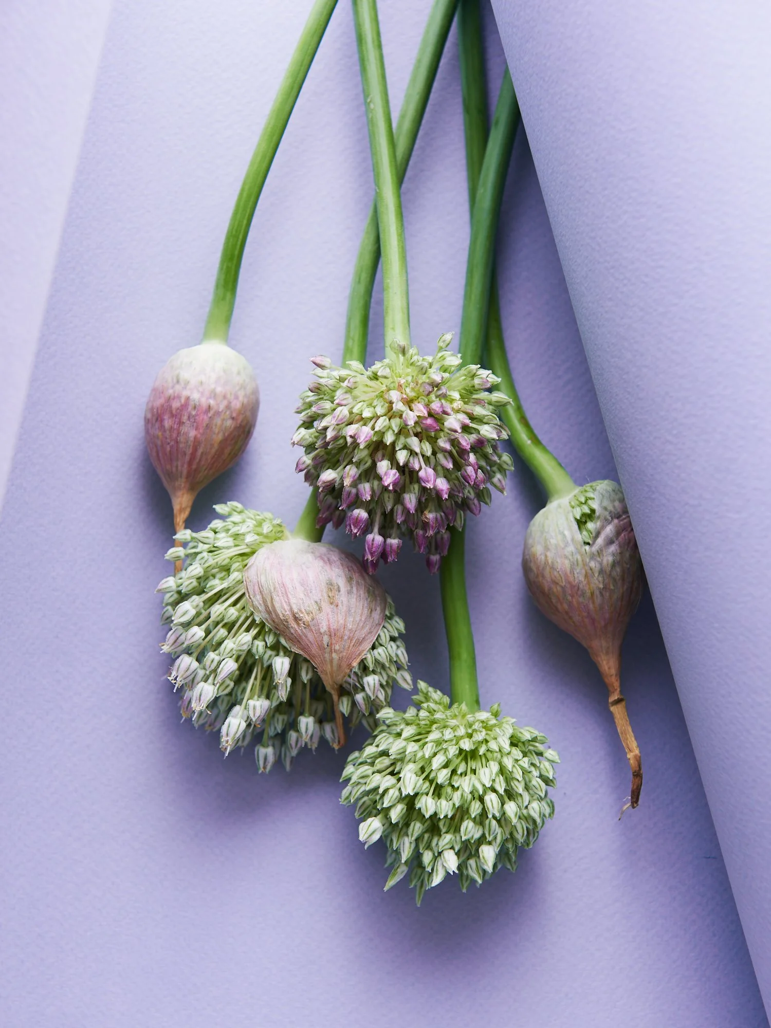 Garlic Spear Bloom Food Photography