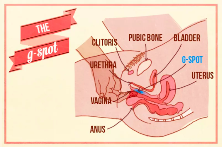 An anatomical diagram highlighting 'The G-spot', showing its location in relation to the clitoris